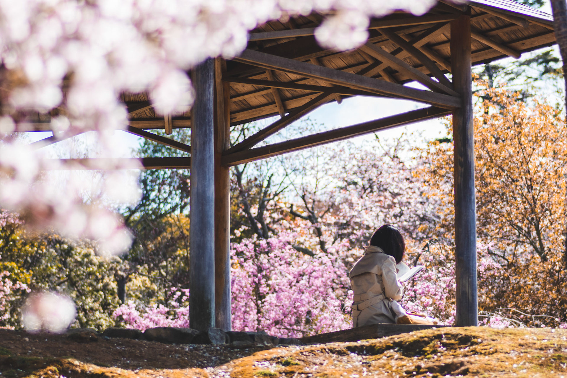 Lectura bajo cerezos - Kyoto, Japón