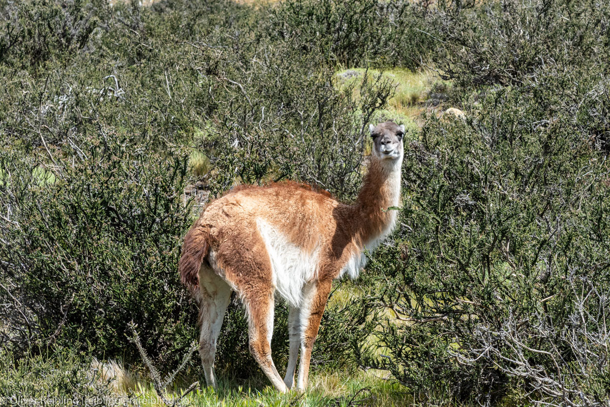 Guanako