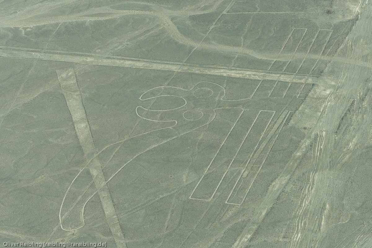 Nazcalinien - Papagei