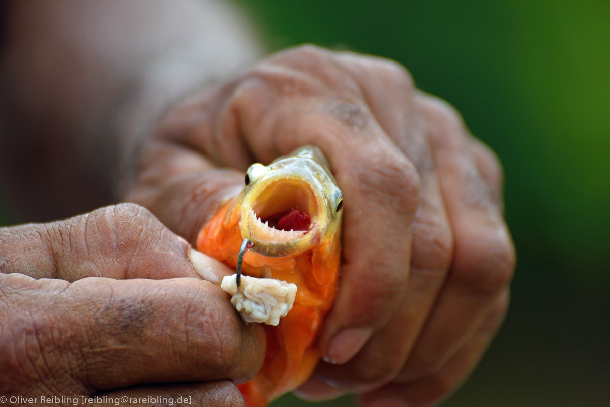 Roter Piranha