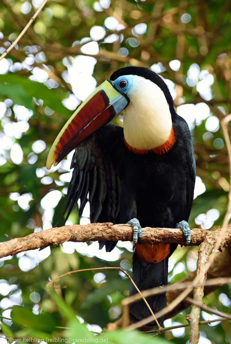 Tucan