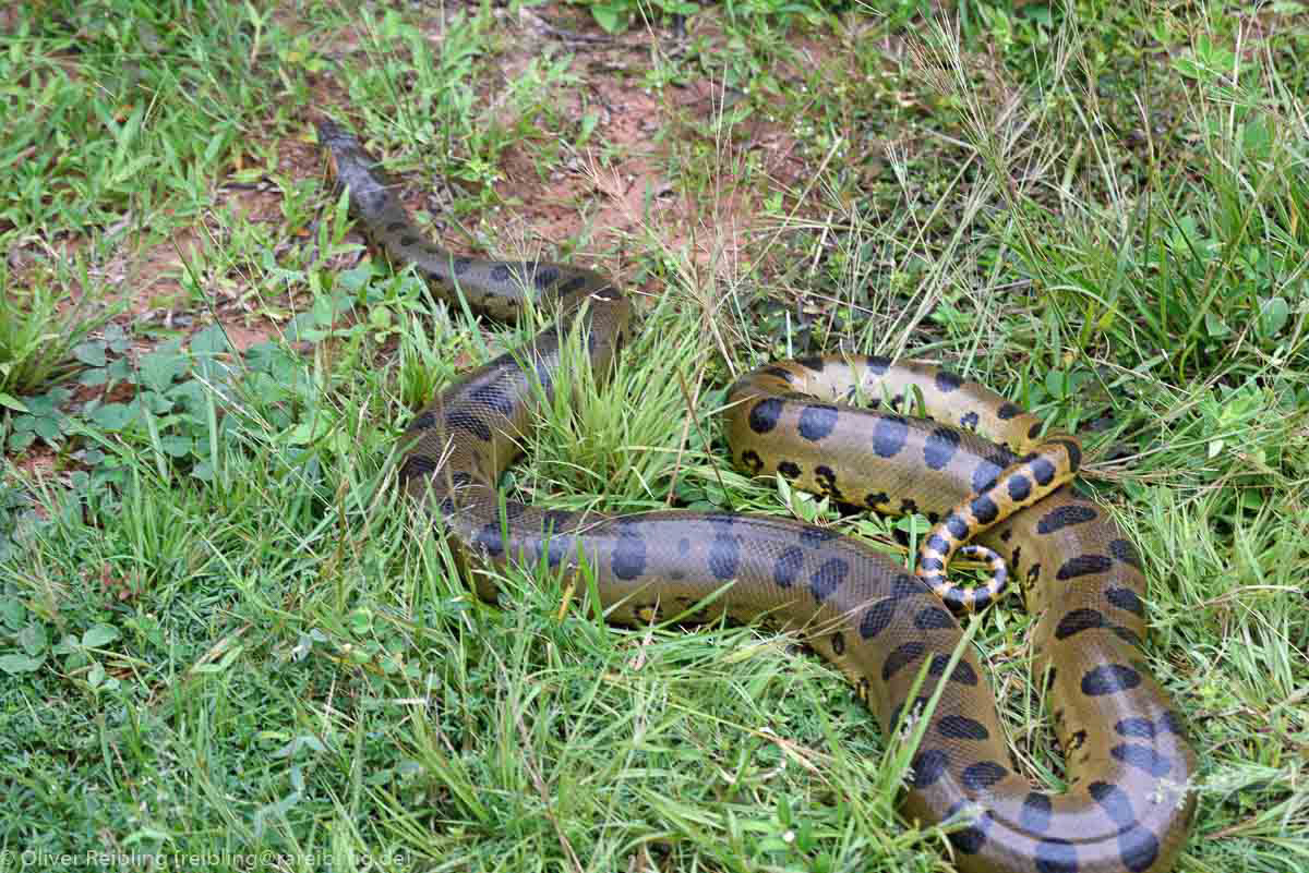 Anaconda