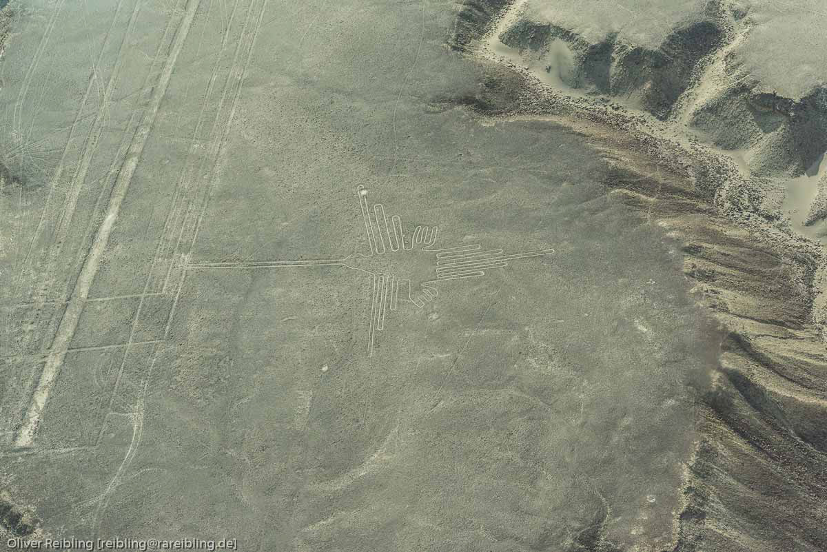 Nazcalinien - Kolibri