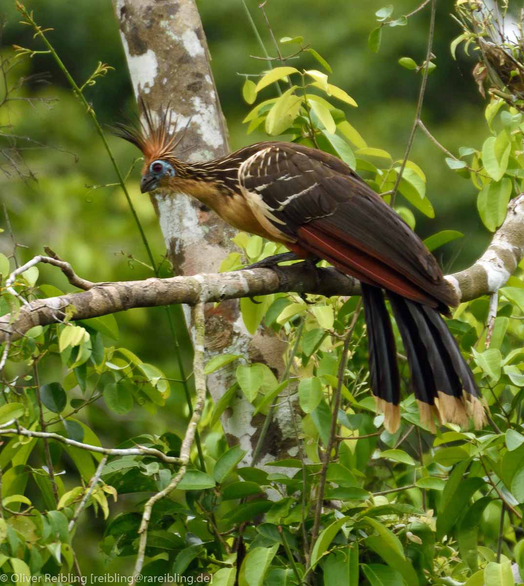 Hoatzin
