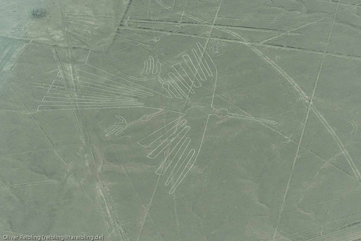 Nazcalinien - Kondor