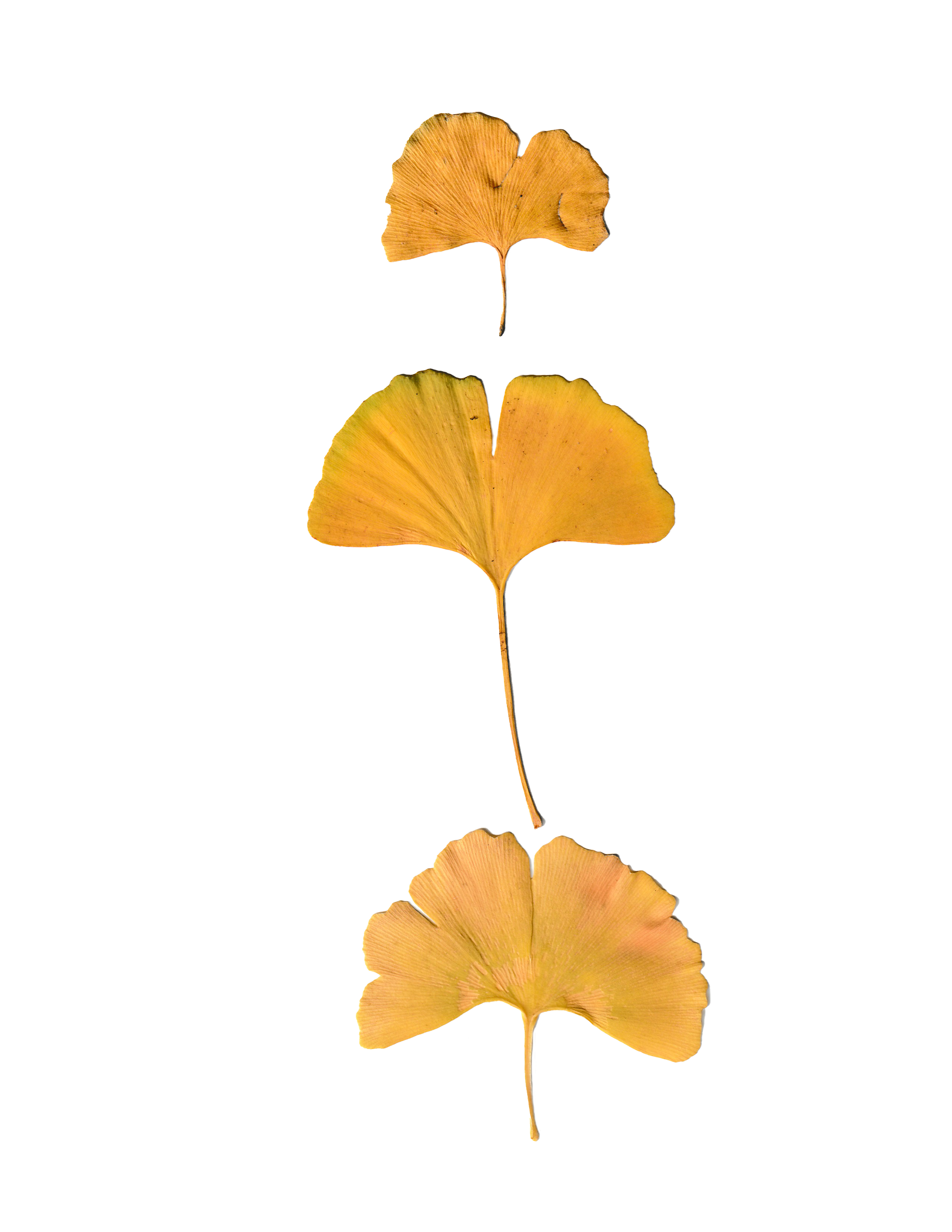 Selection of aged Gingko Leaves - Scanned