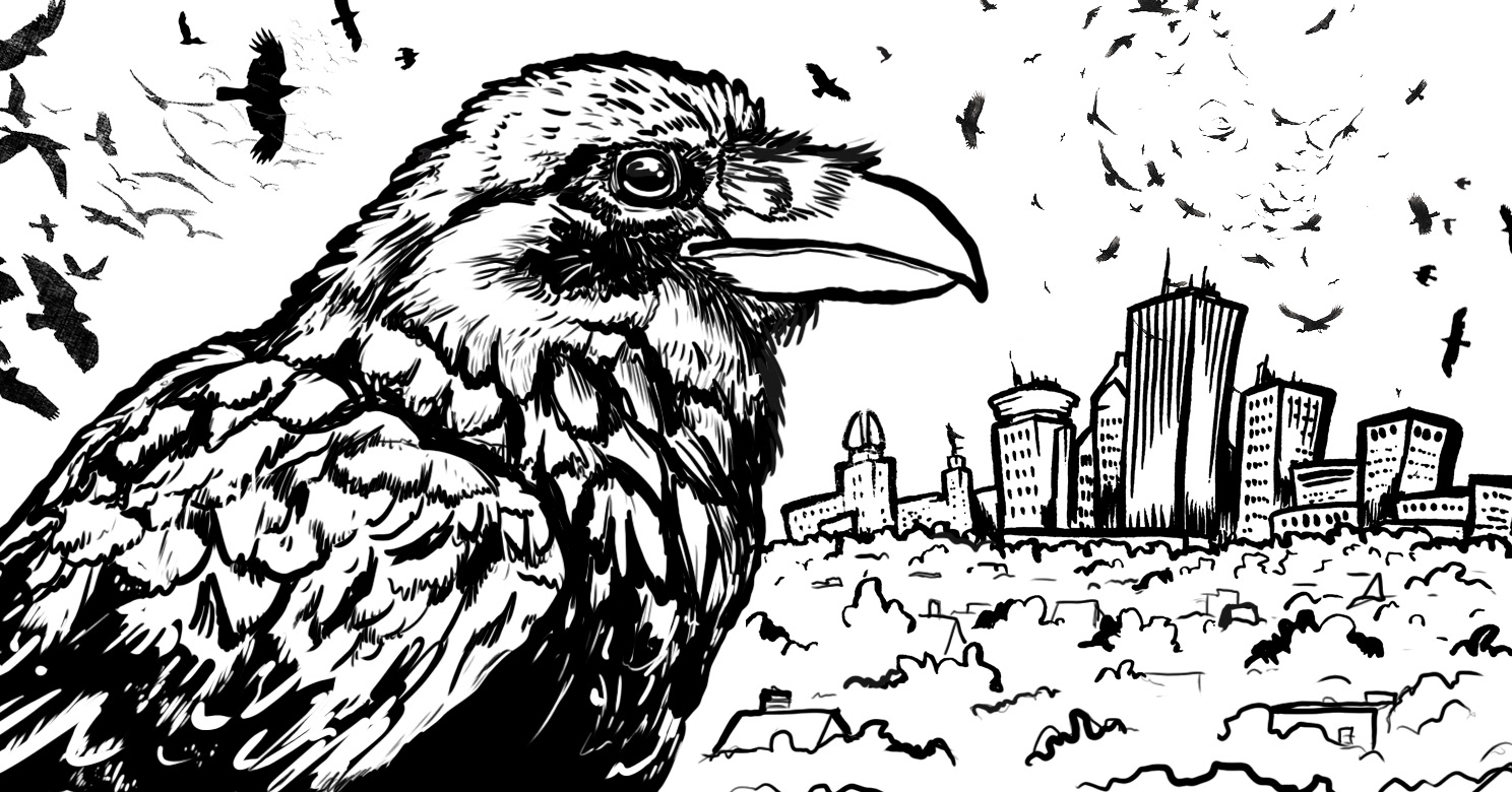 Custom Illustration for PBS article on Massive Crow Murders of Urban Settings