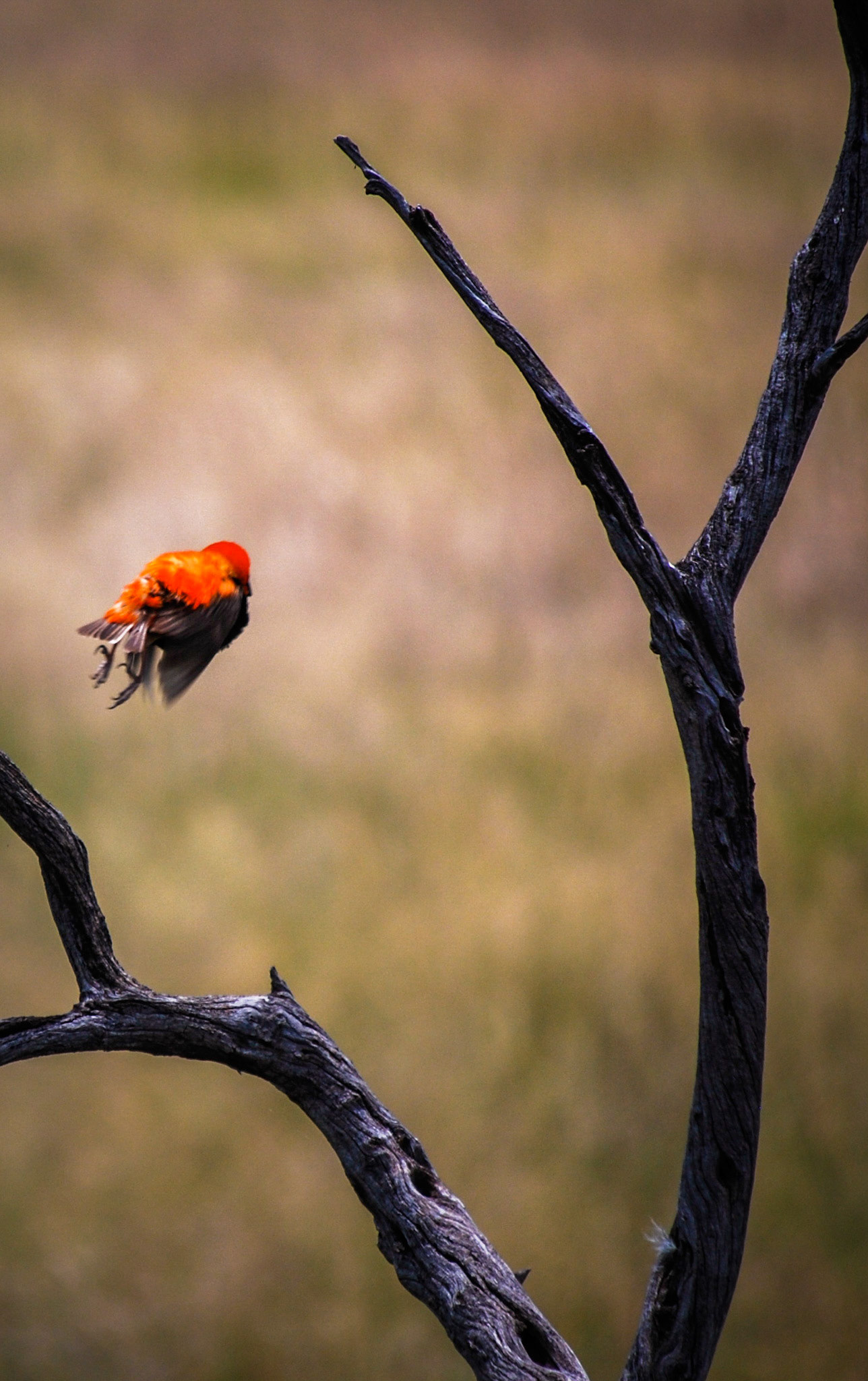 Photo by: Peter Liakopoulos Photography (www.peterliakopoulosphotography.com)