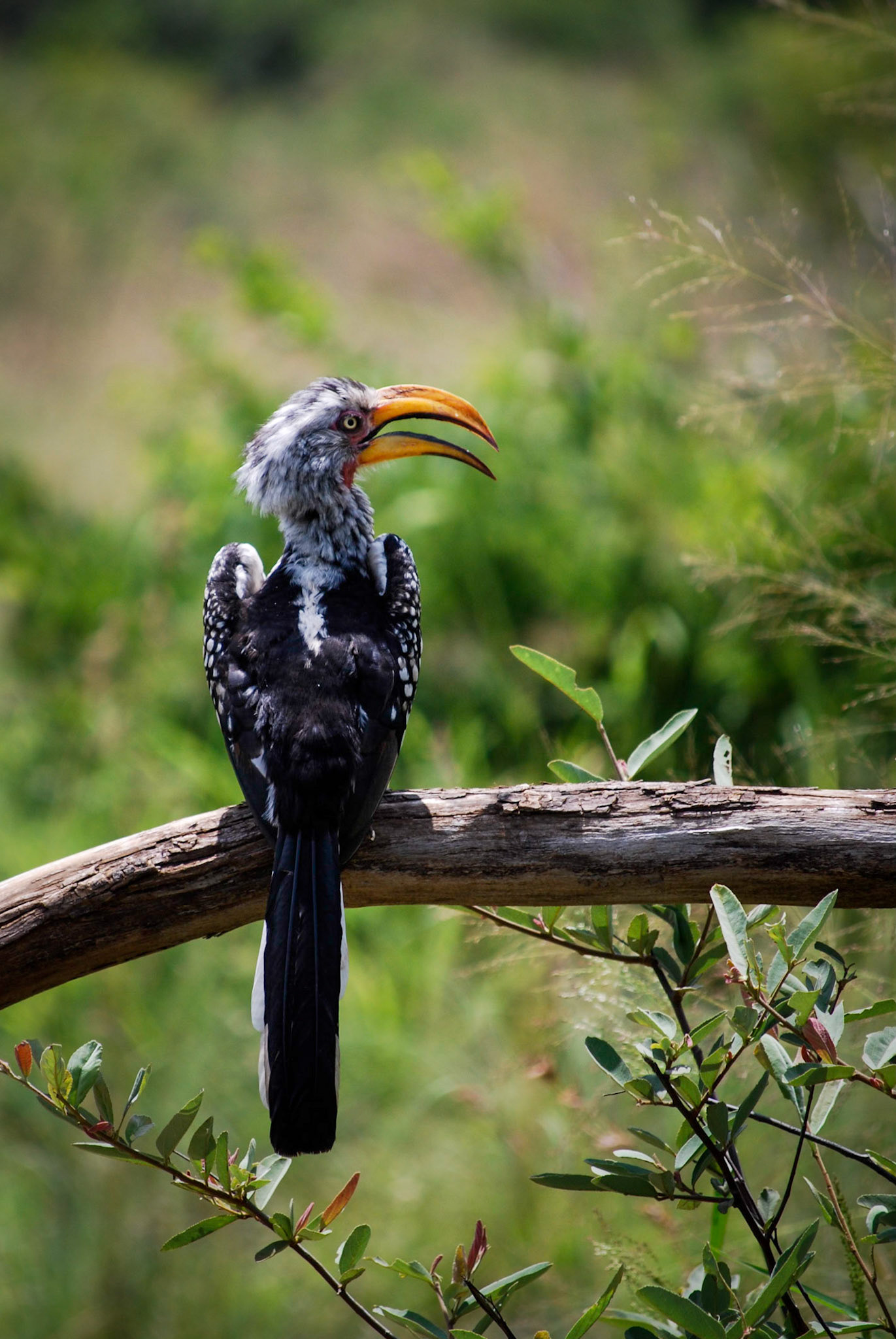 Photo by: Peter Liakopoulos Photography (www.peterliakopoulosphotography.com)