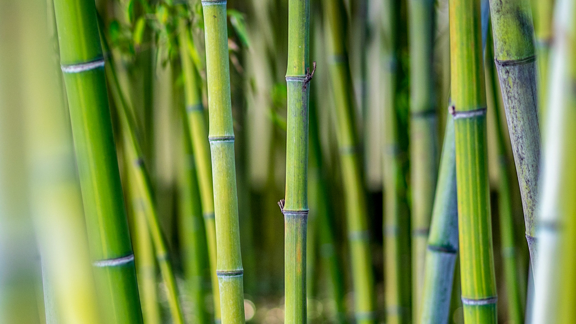 Photo by: Peter Liakopoulos Photography (www.peterliakopoulosphotography.com)