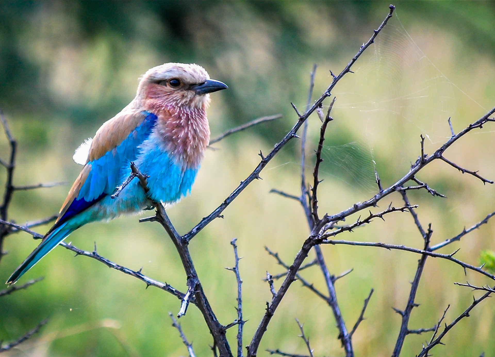 Photo by: Peter Liakopoulos Photography (www.peterliakopoulosphotography.com)