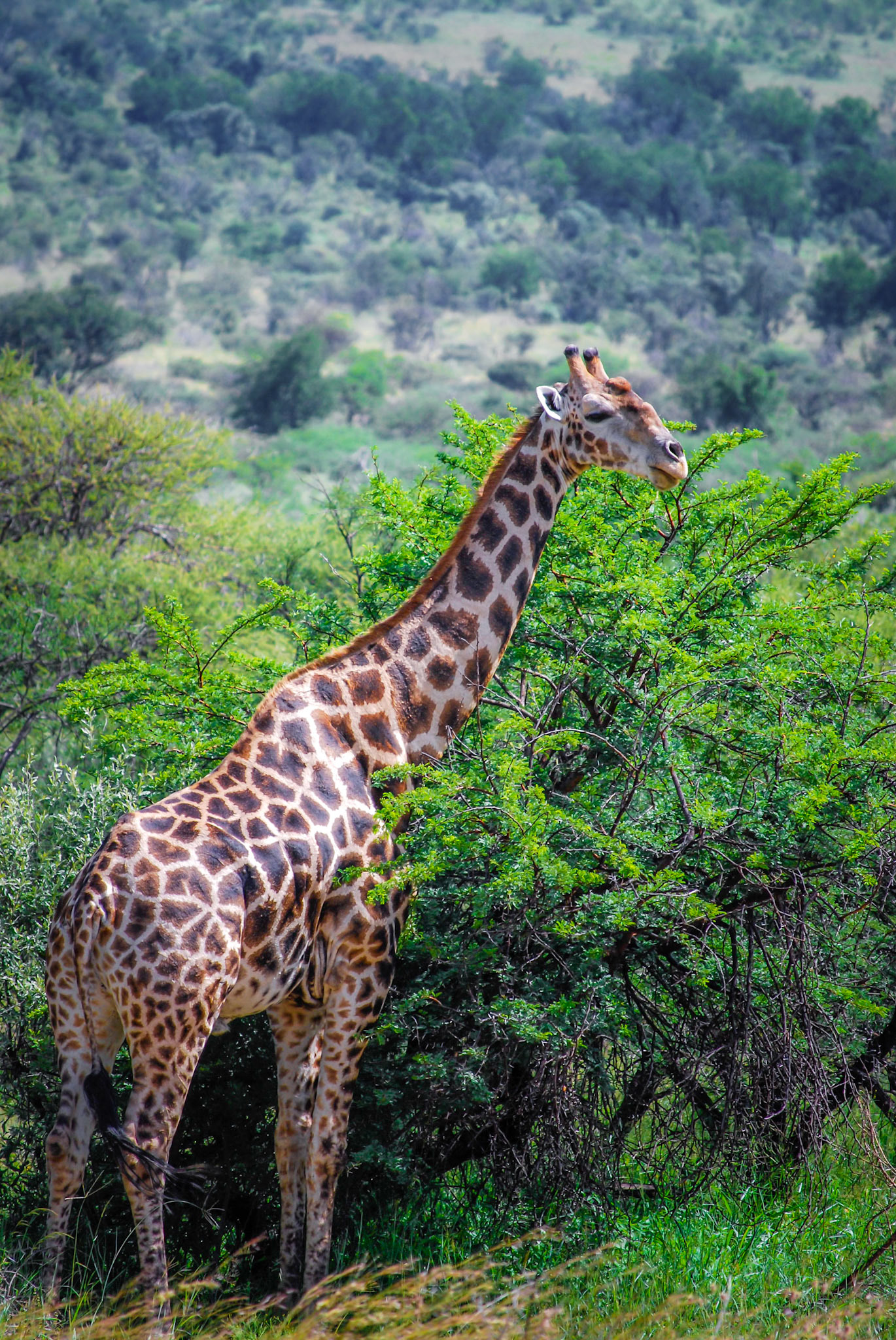 Photo by: Peter Liakopoulos Photography (www.peterliakopoulosphotography.com)