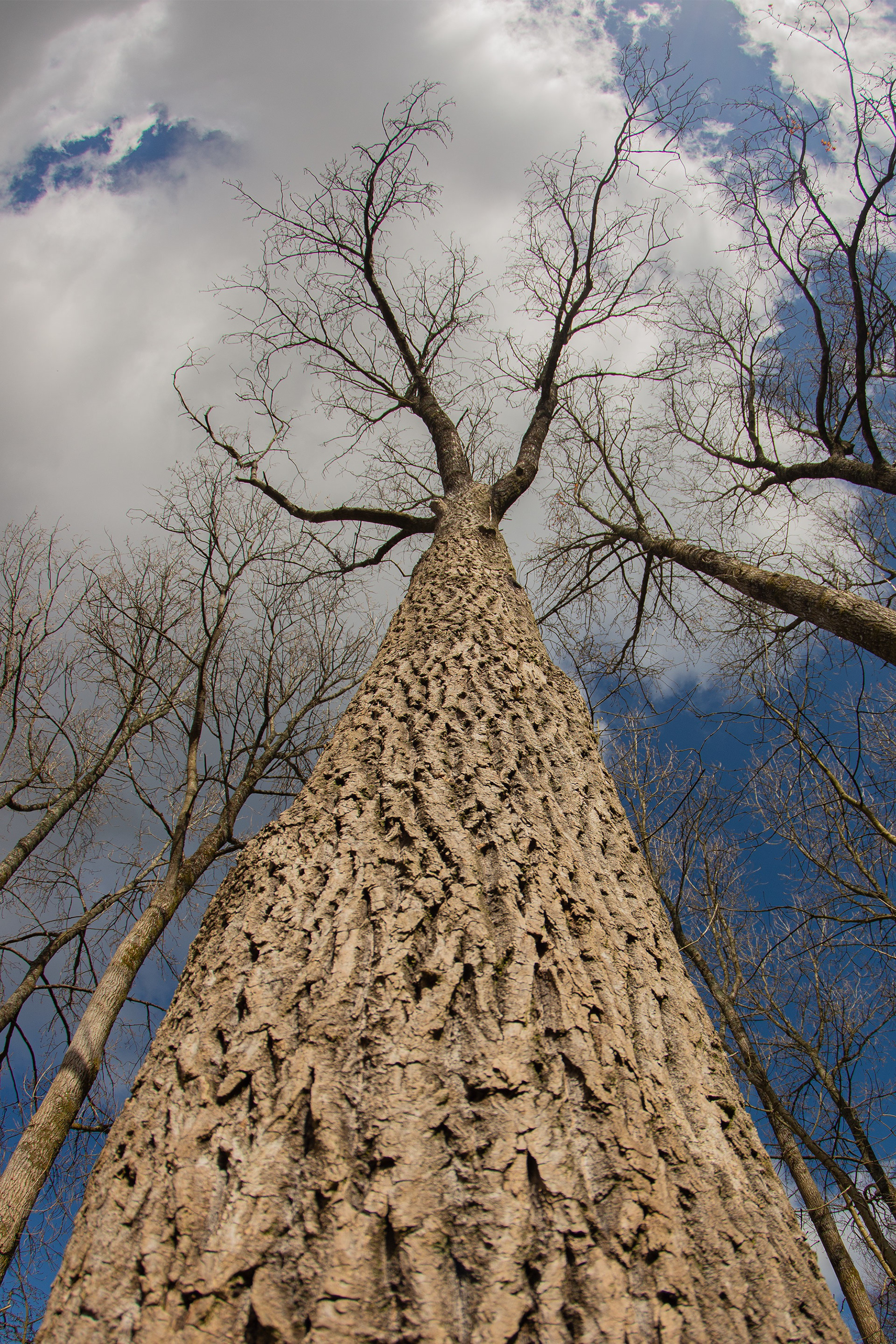 Yggdrasil Tree