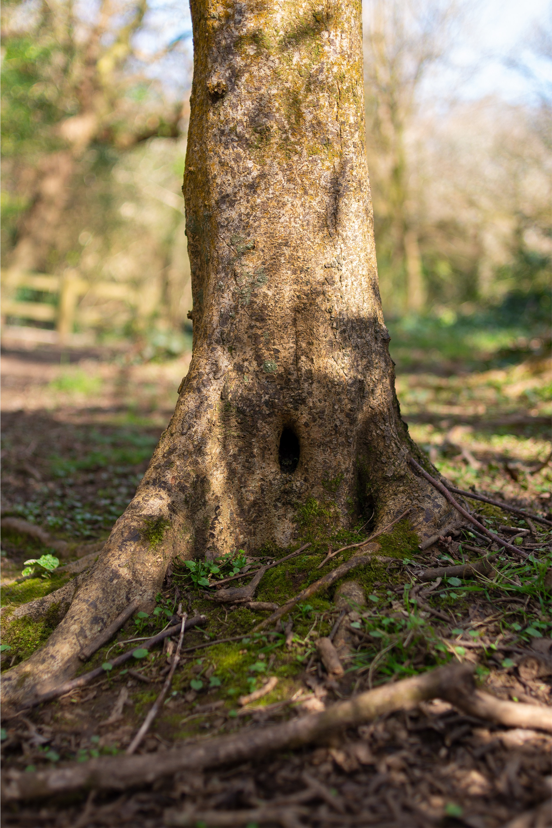 The door at the Tree Base