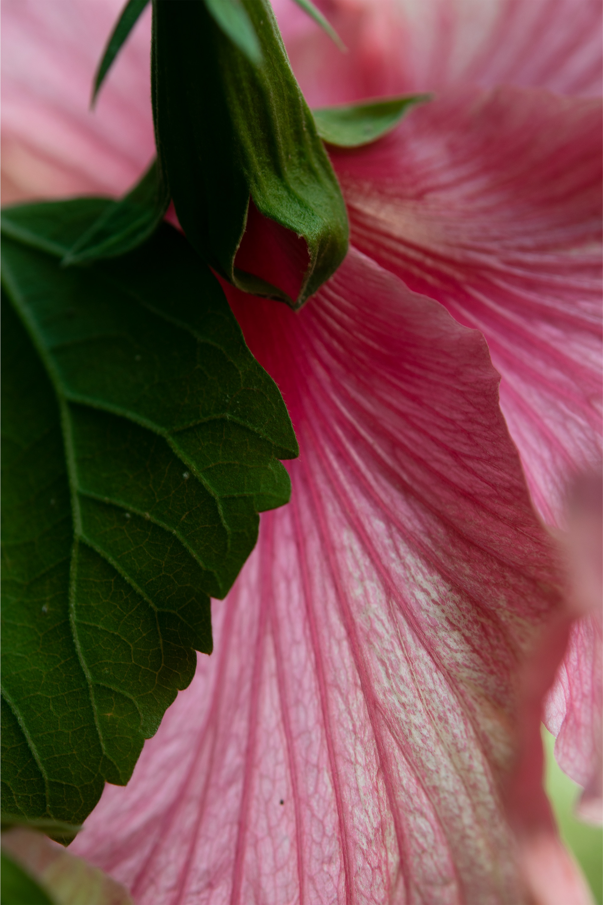 Silky the Fairy