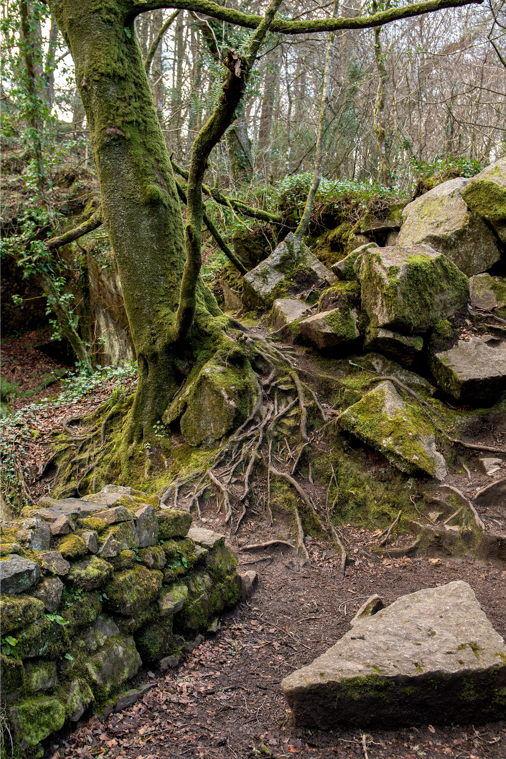 Roots of the Yggdrasil Tree