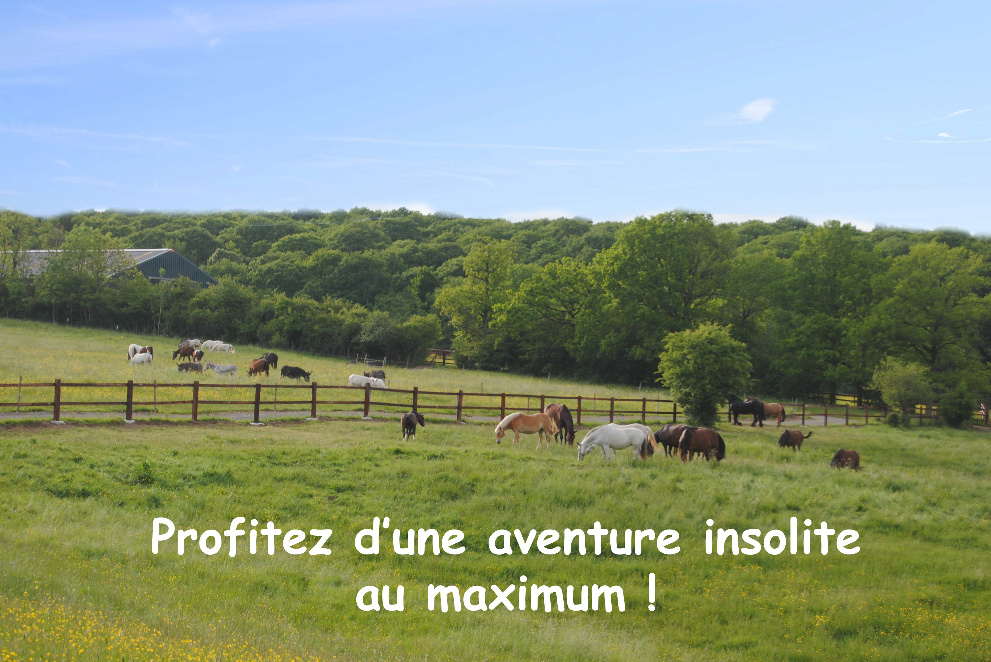Plaisir de cotoyer plus de 120 équidés ! 
