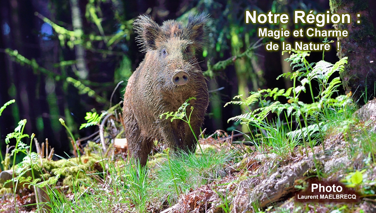 Une véritable immersion dans la nature