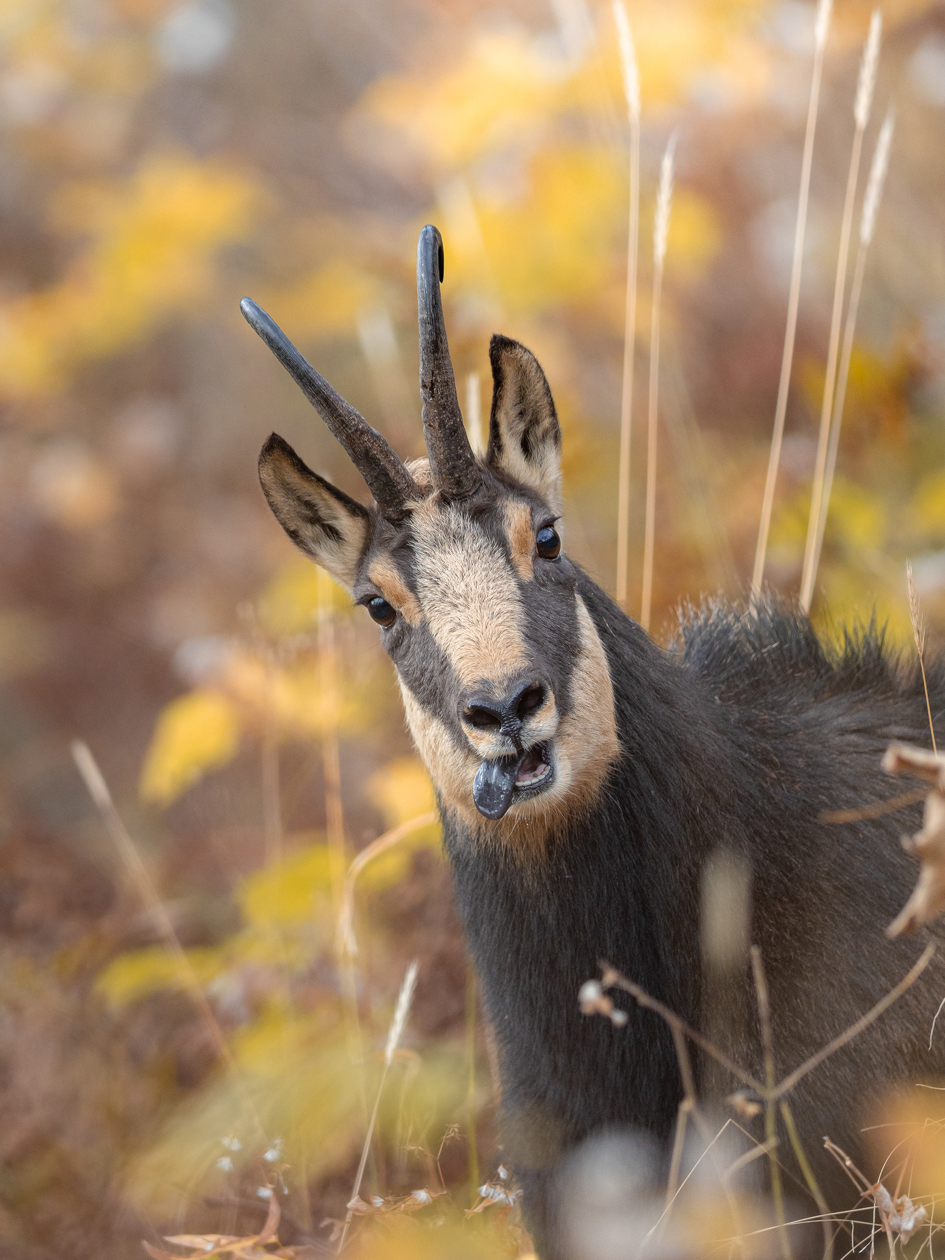 Chamois