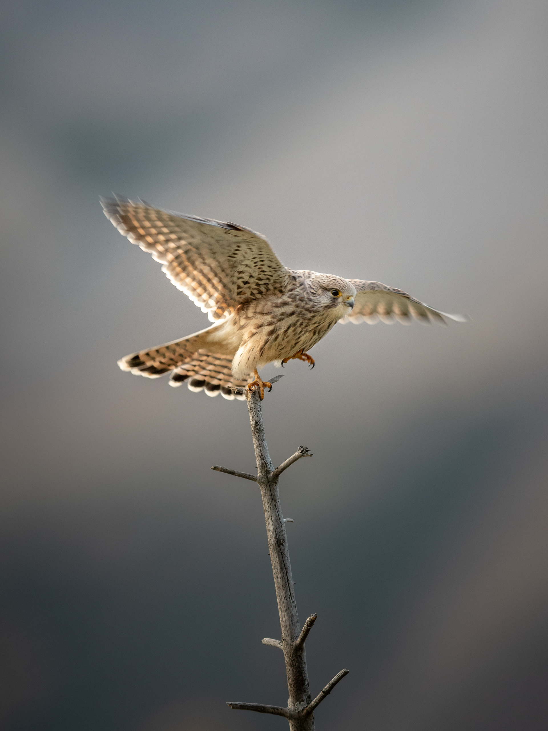 Faucon crécerelle