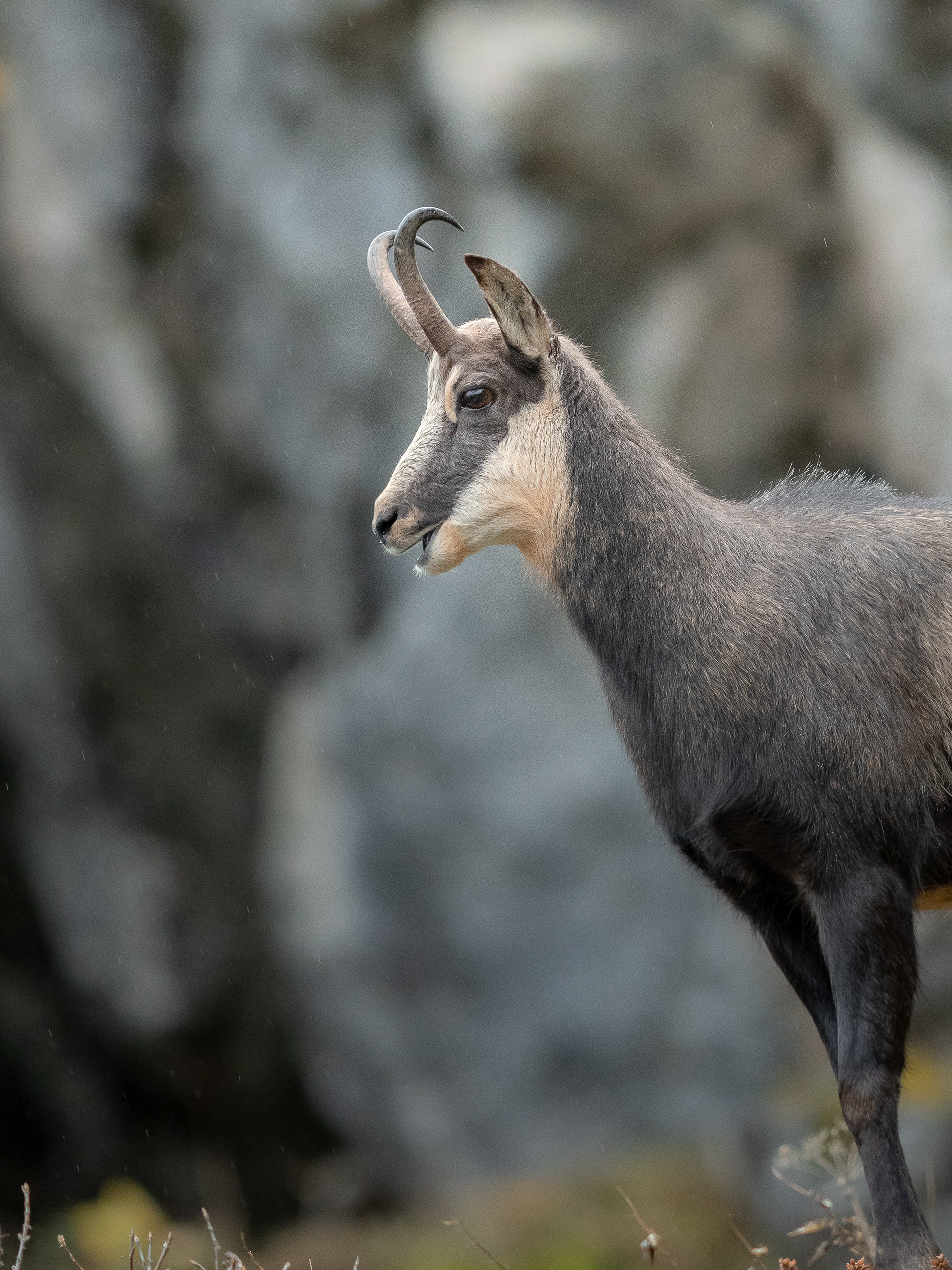 Chamois