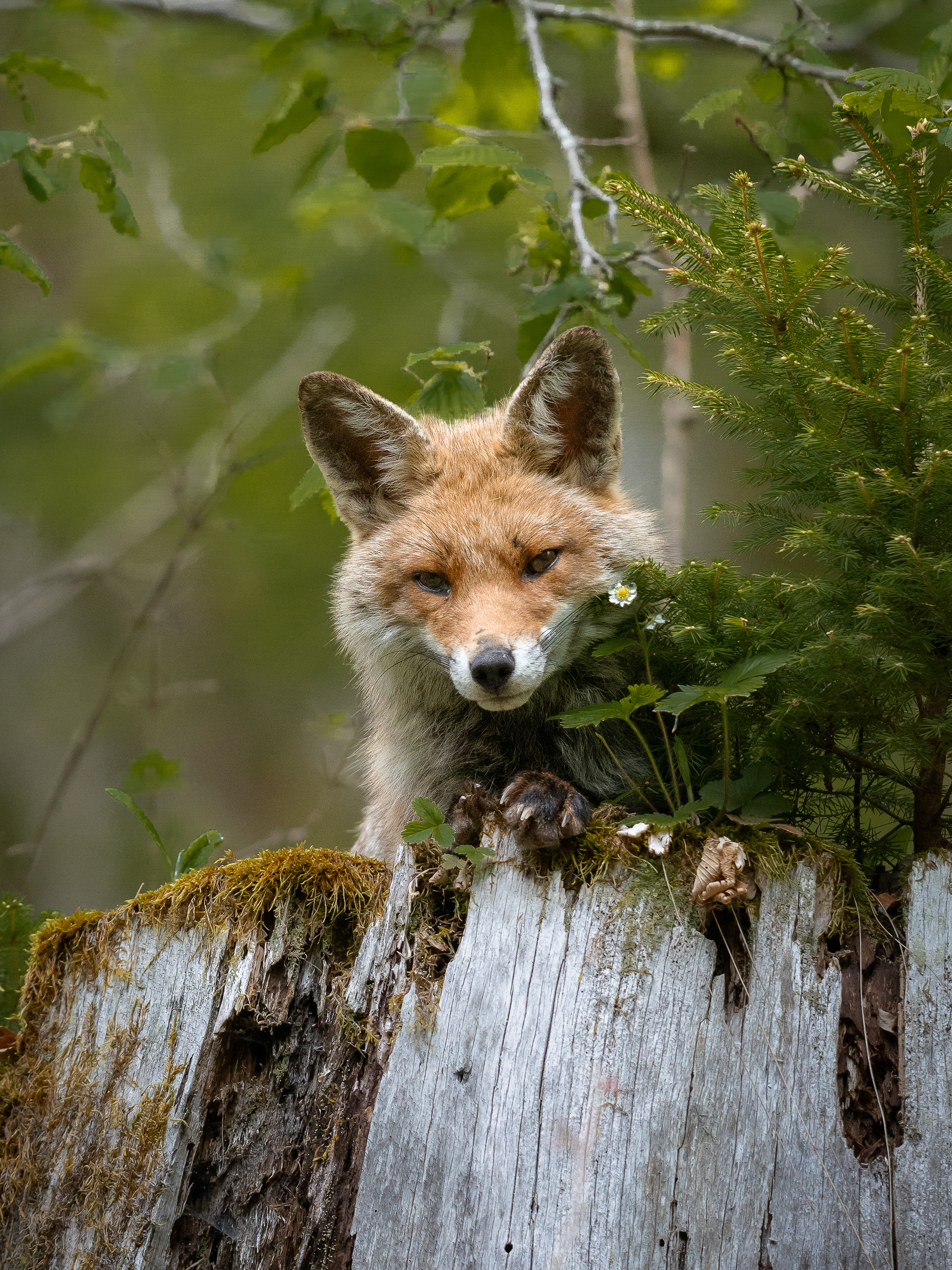 Renard