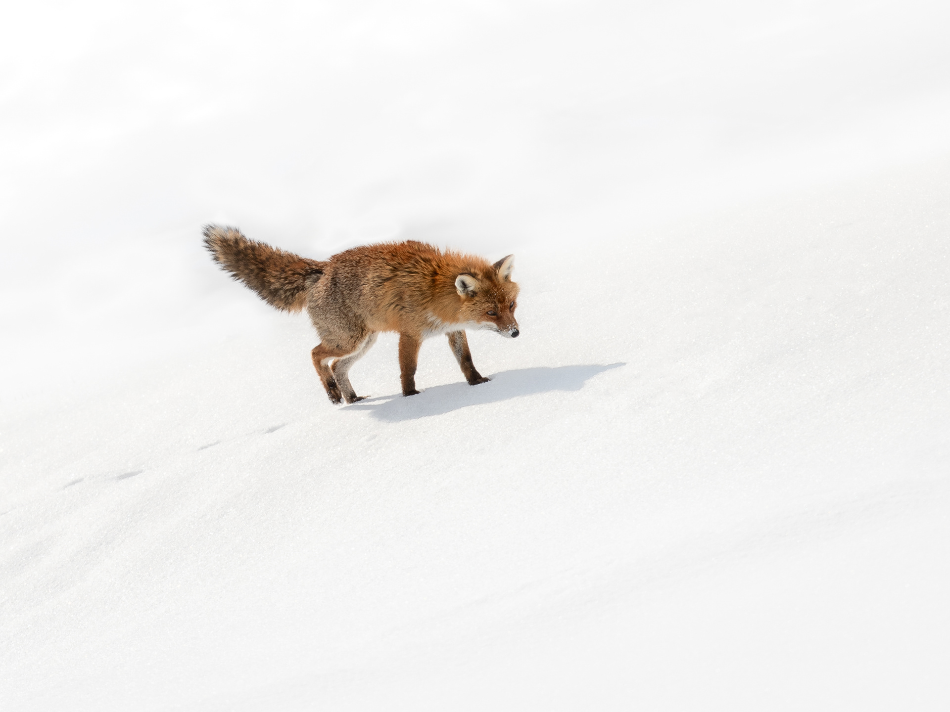 Renard