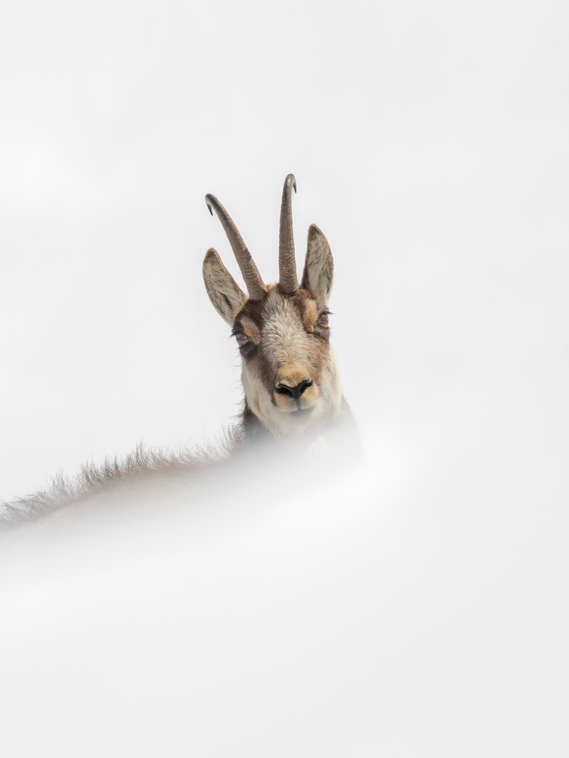 Chamois