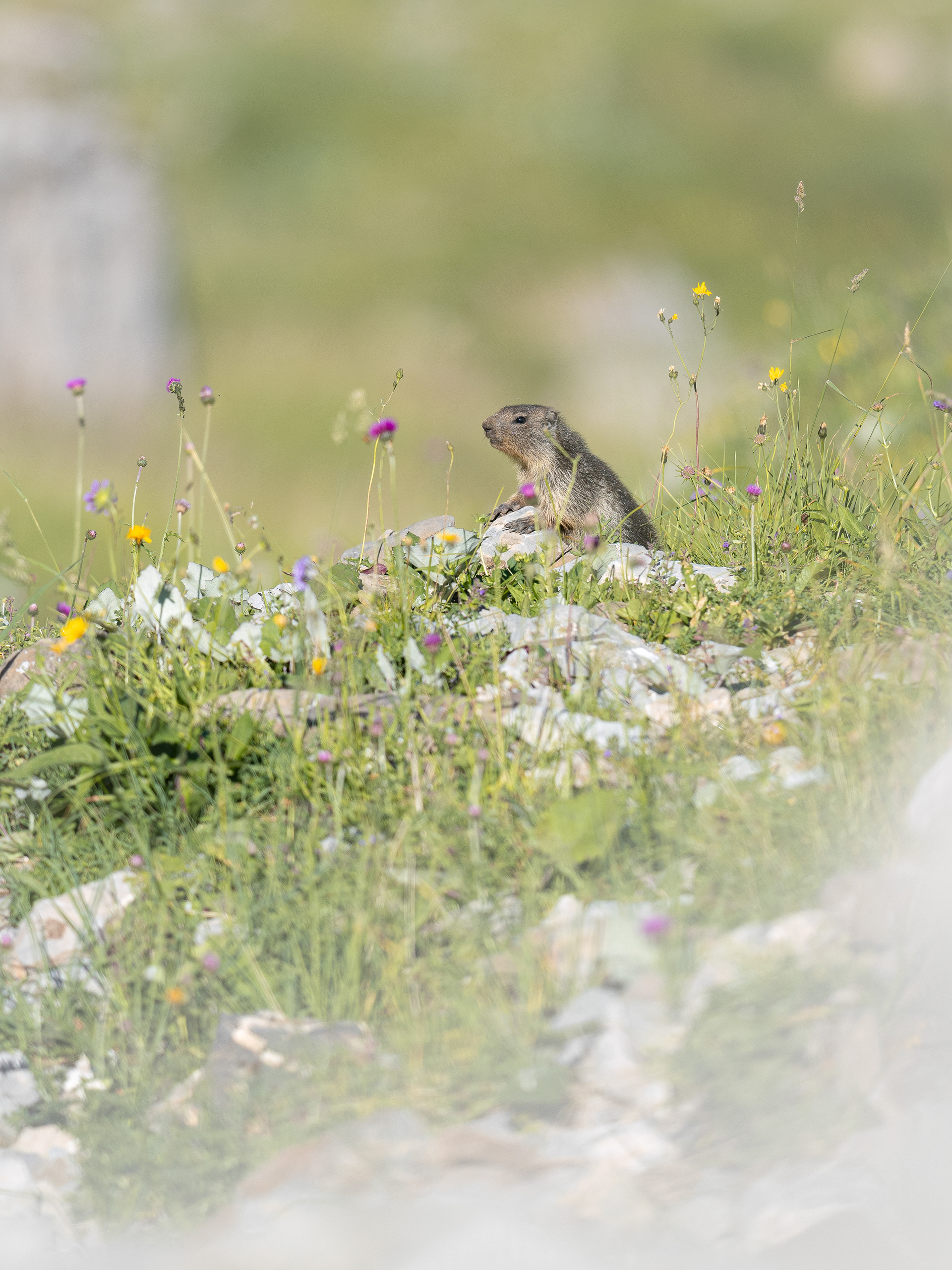 Marmotte