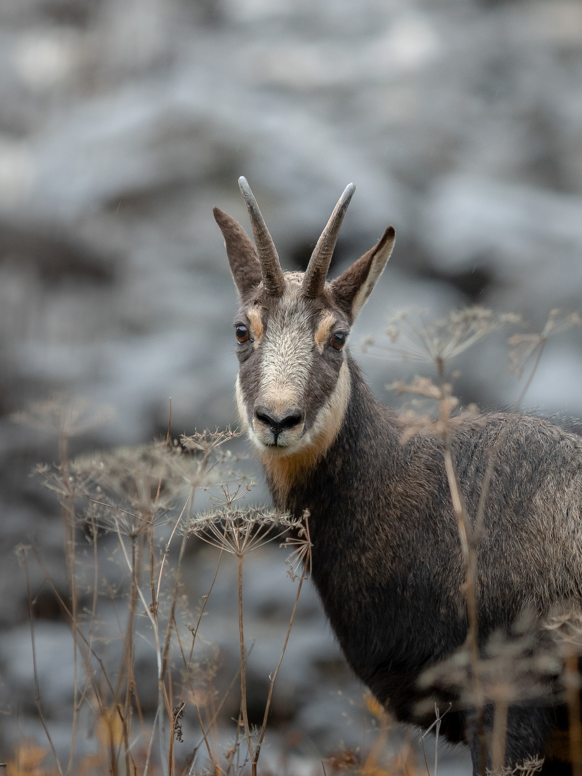 Chamois