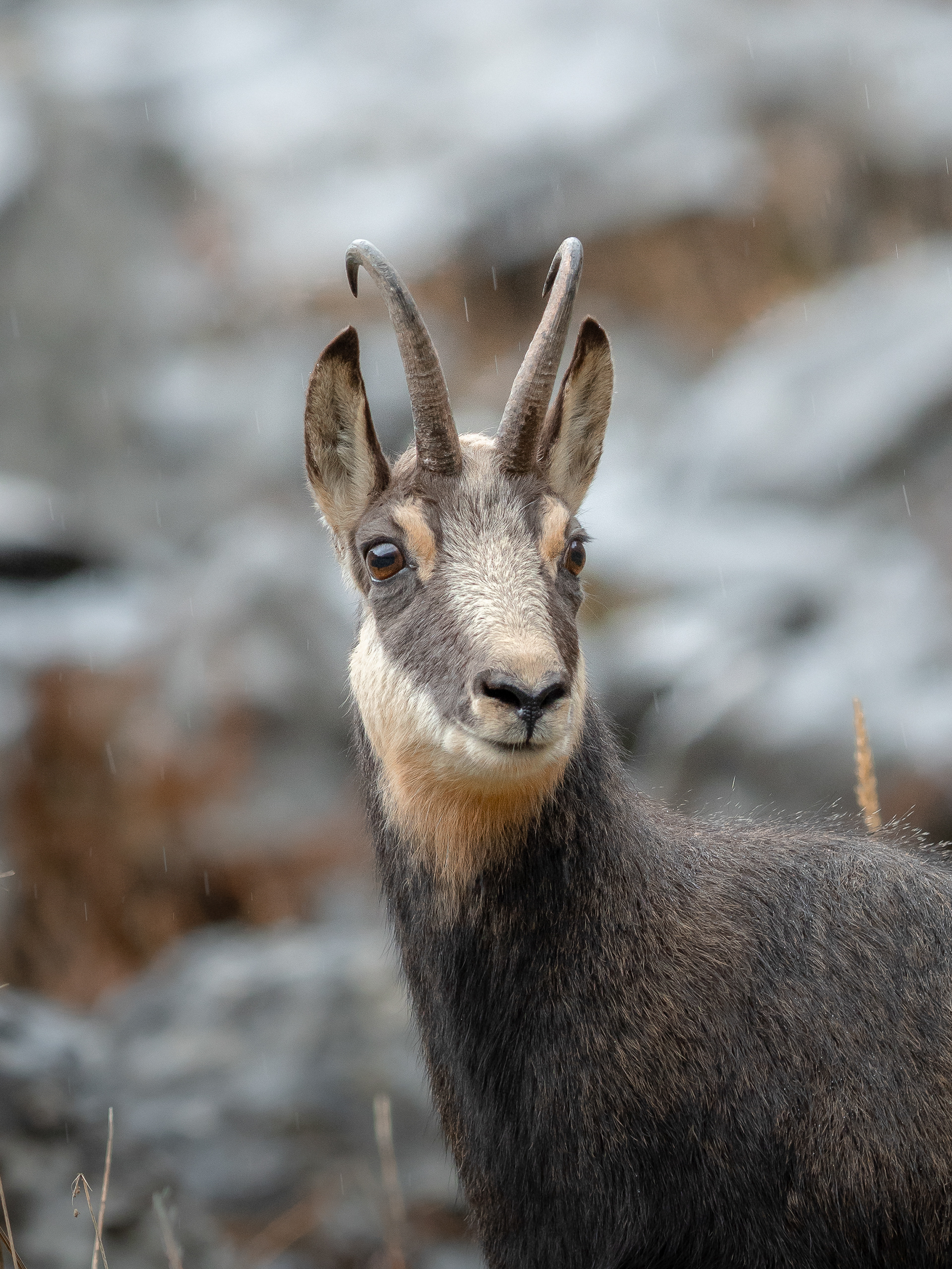 Chamois