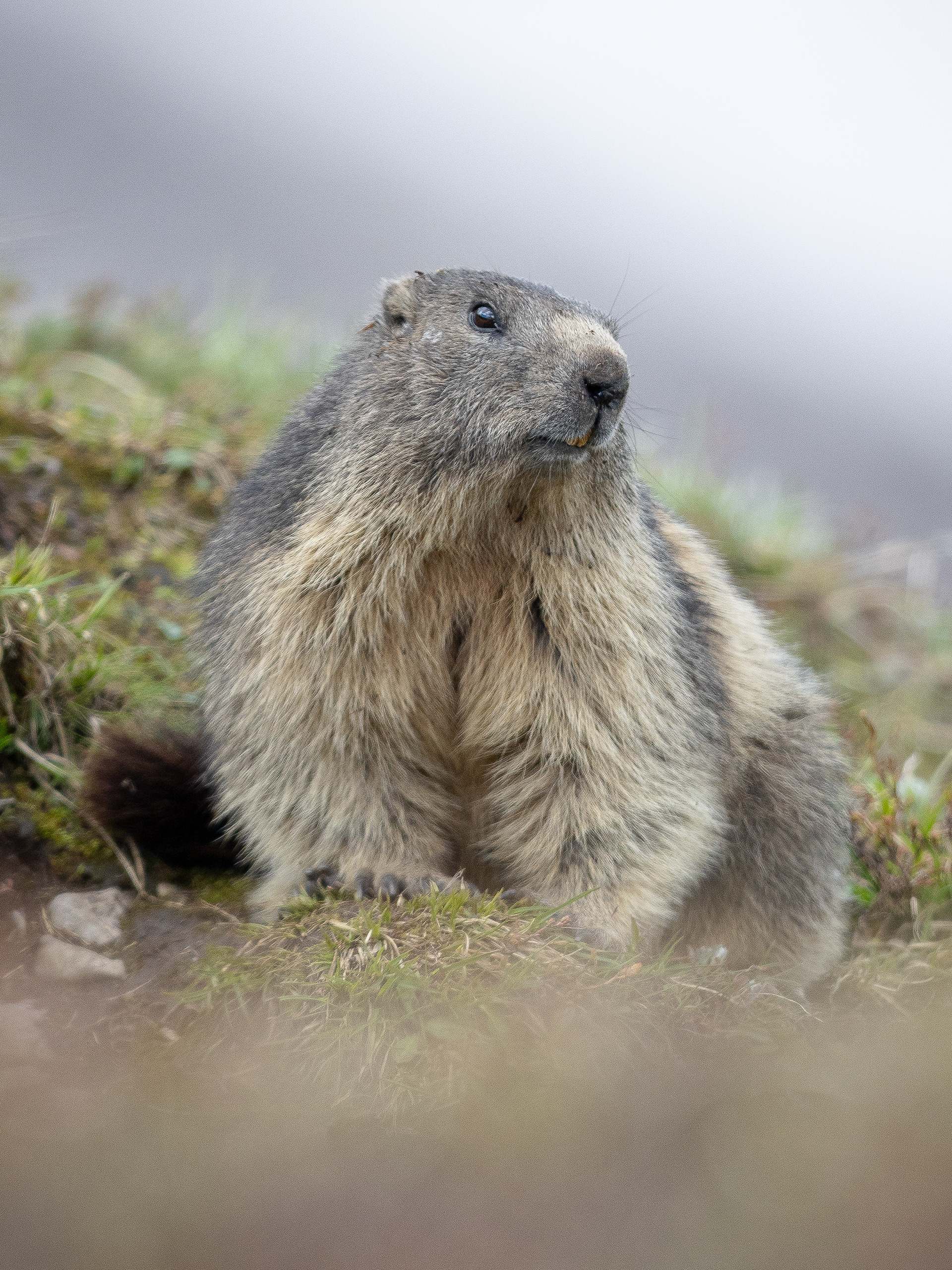 Marmotte