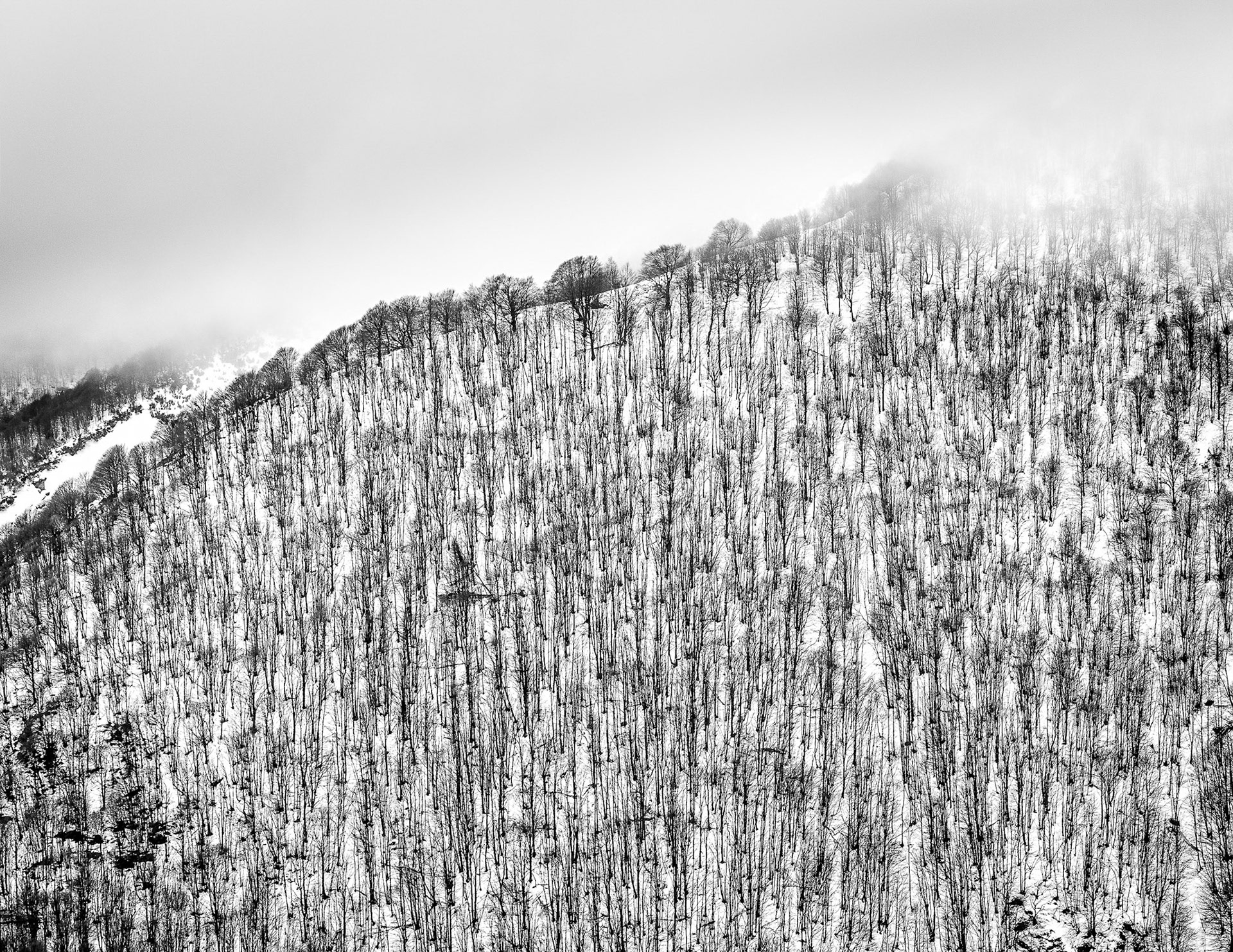 Boschi nei pressi del Pialeral salendo da Pasturo. Grigna. Lombardia. Italy.