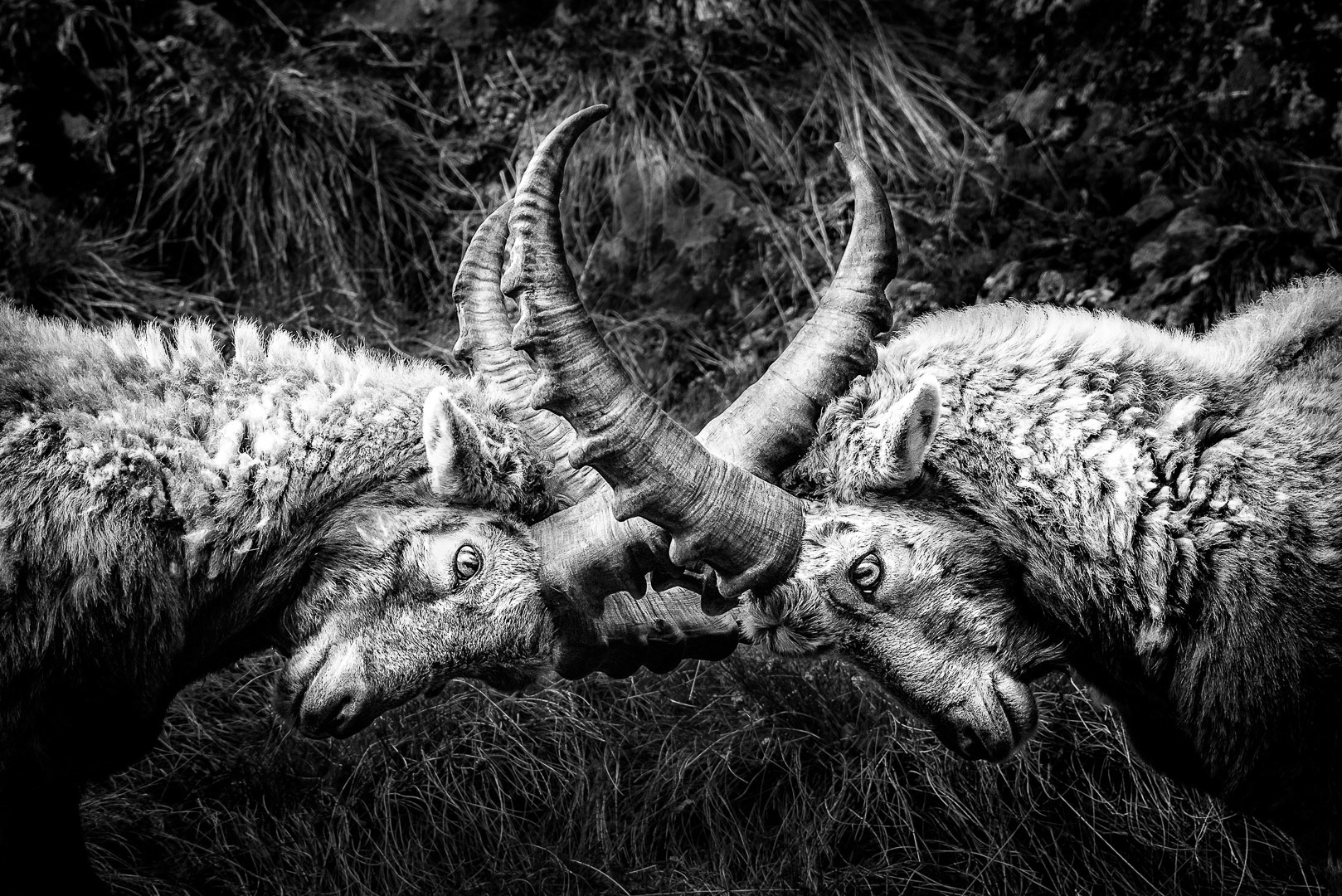 Stambecchi, valle del Lys