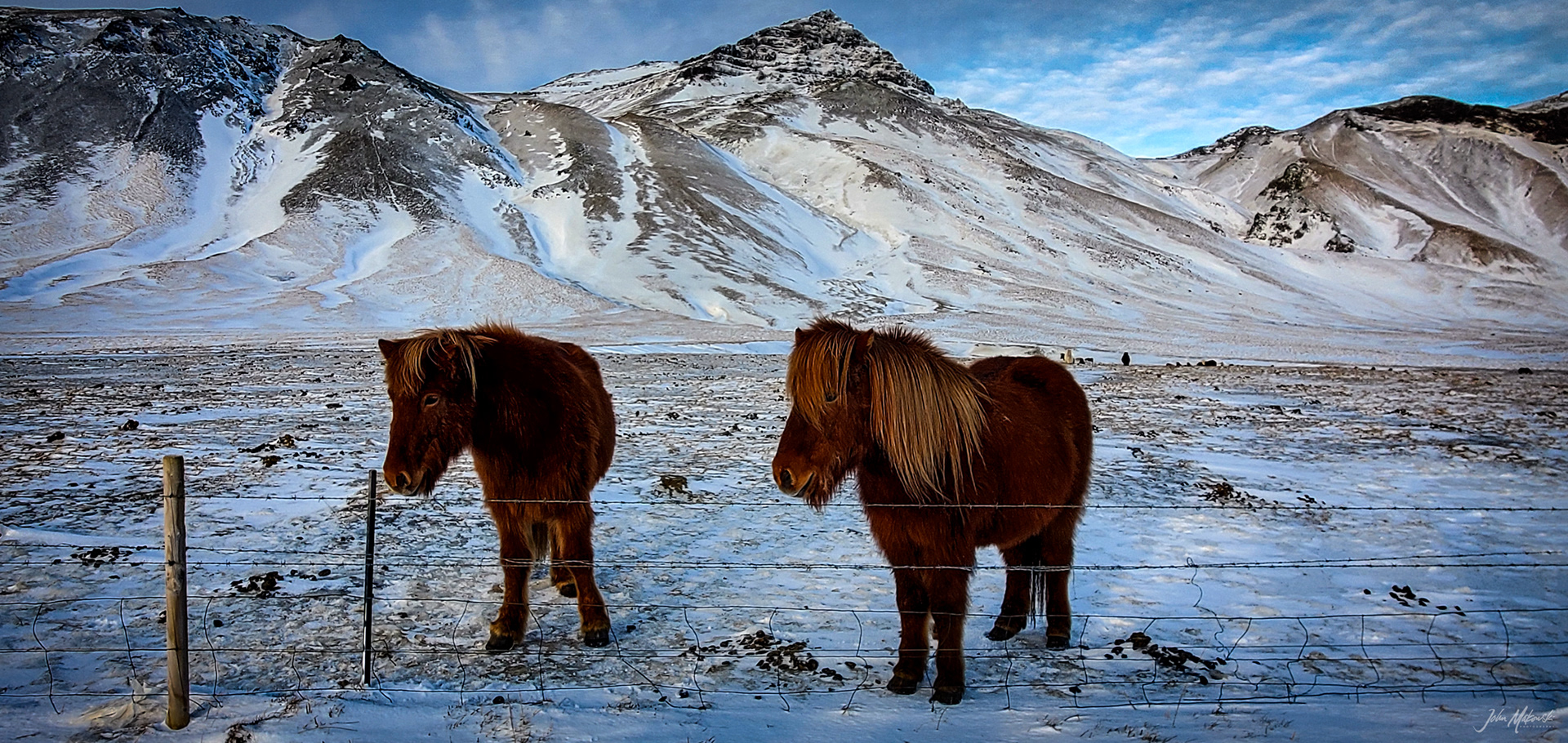 Icelandic horses on the Snæfellsnes Penninsula