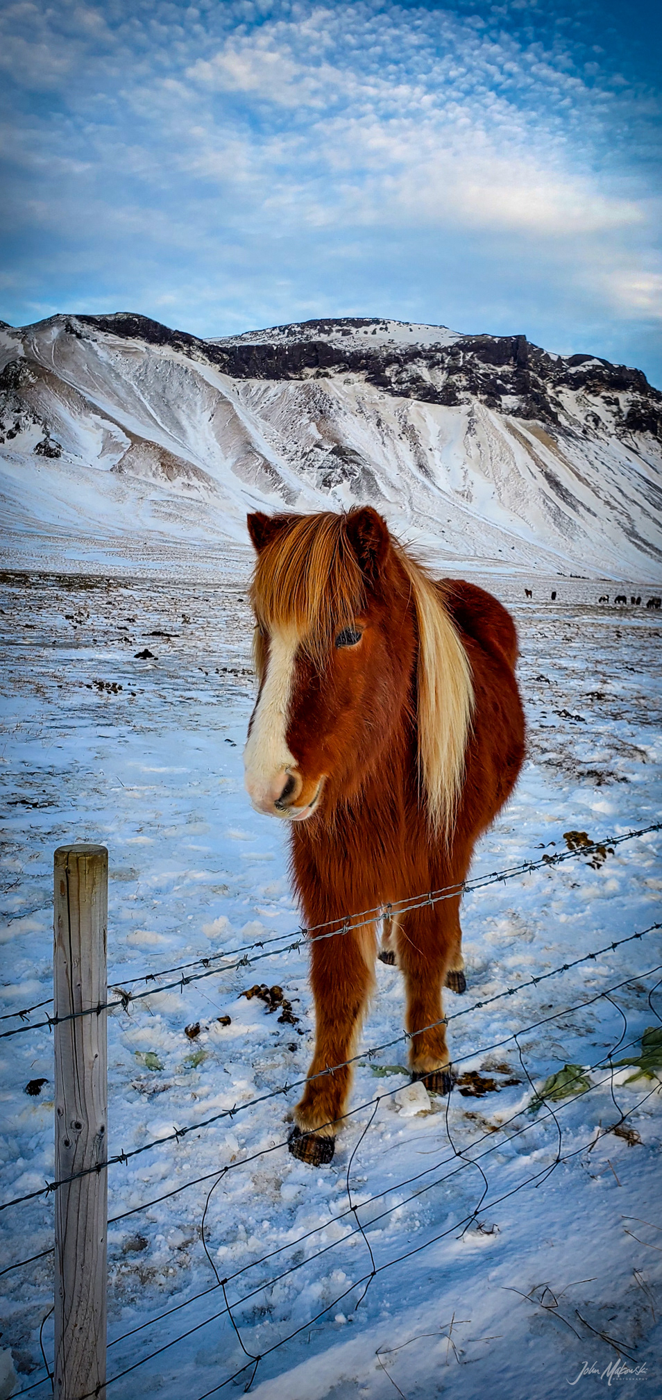 Icelandic horses on the Snæfellsnes Penninsula