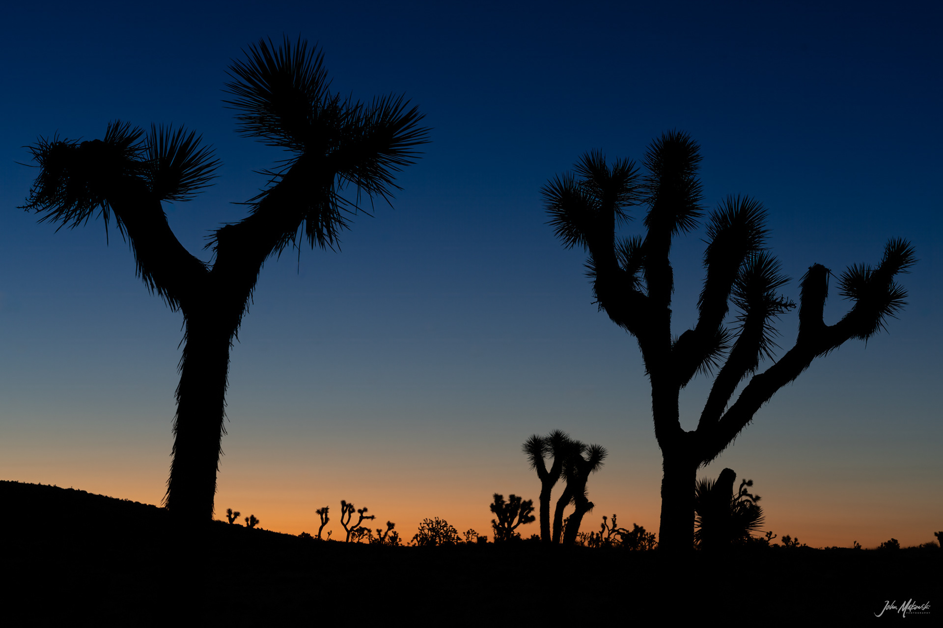 Pre-dawn light, Joshua Tree National Park
