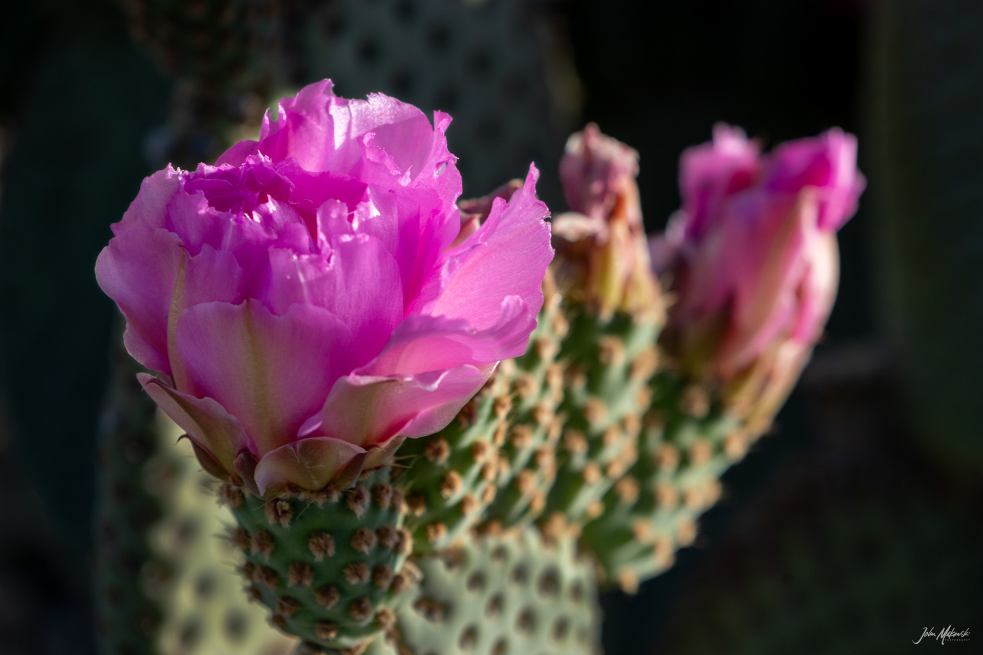 Cholla Cactus Garden, Joshua Tree National Park