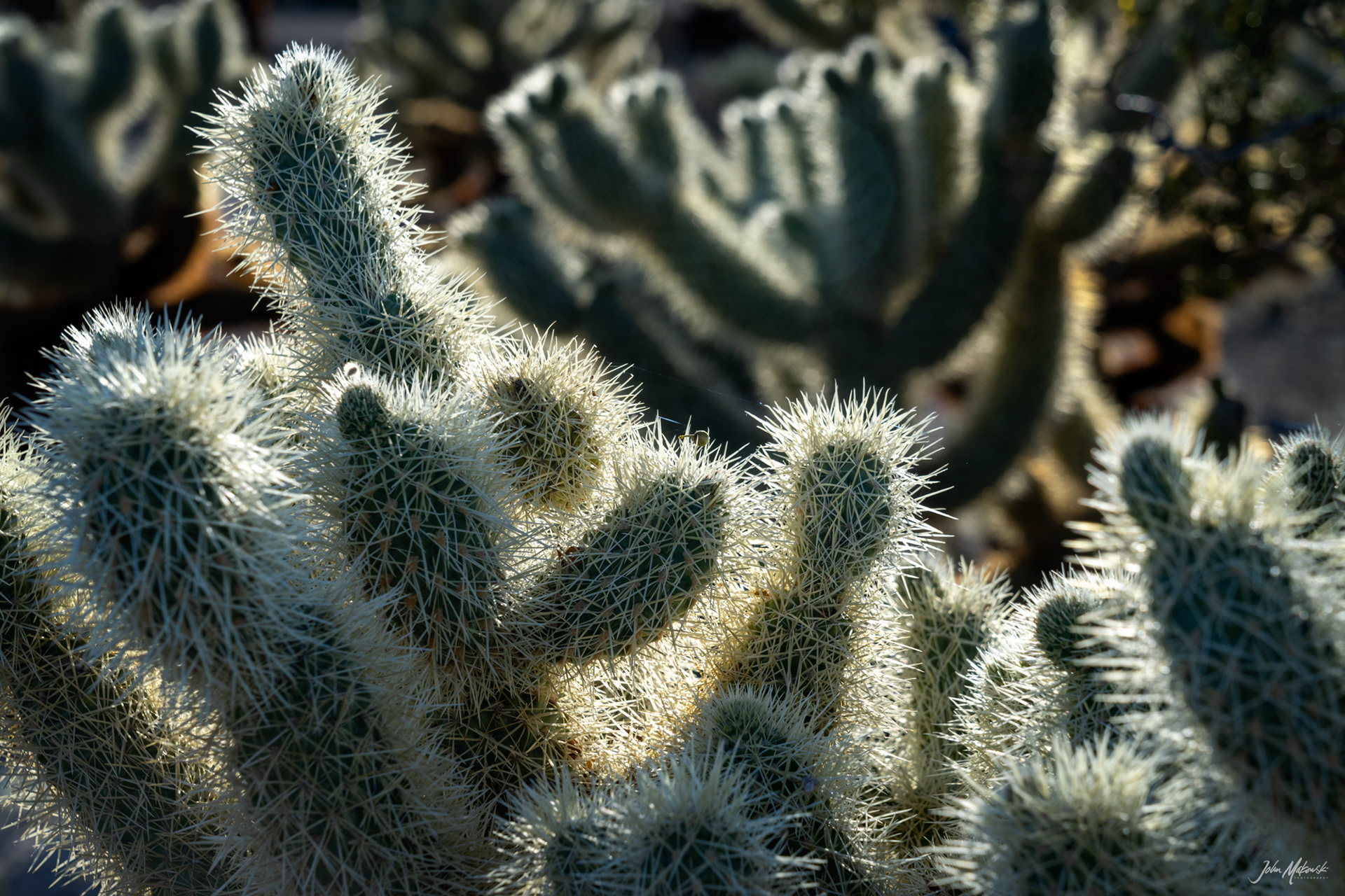 Cholla Cactus Garden, Joshua Tree National Park