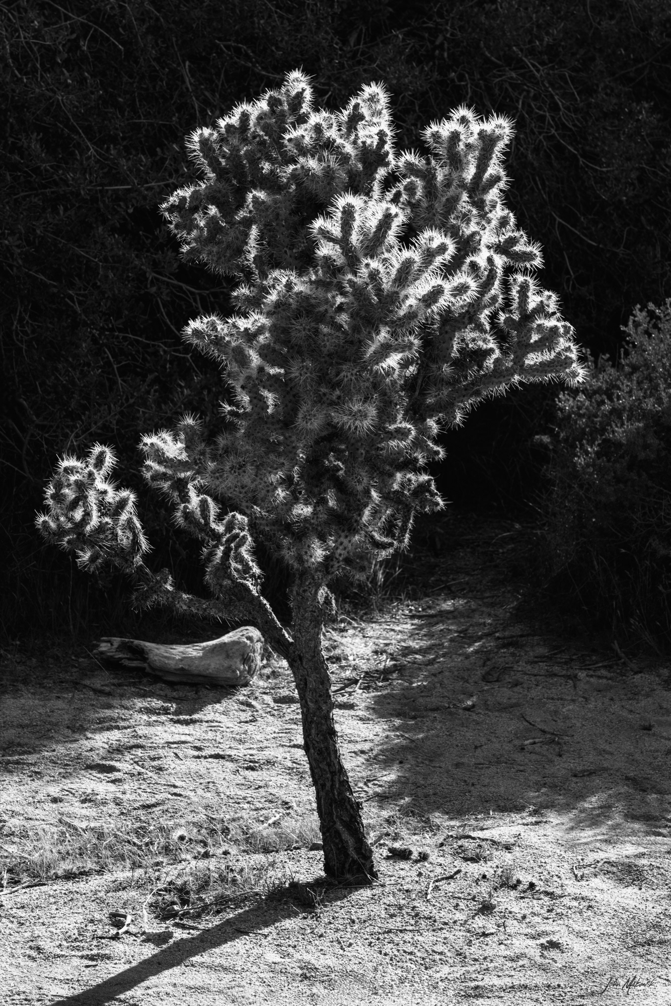 Barker Dam Loop, Joshua Tree National Park