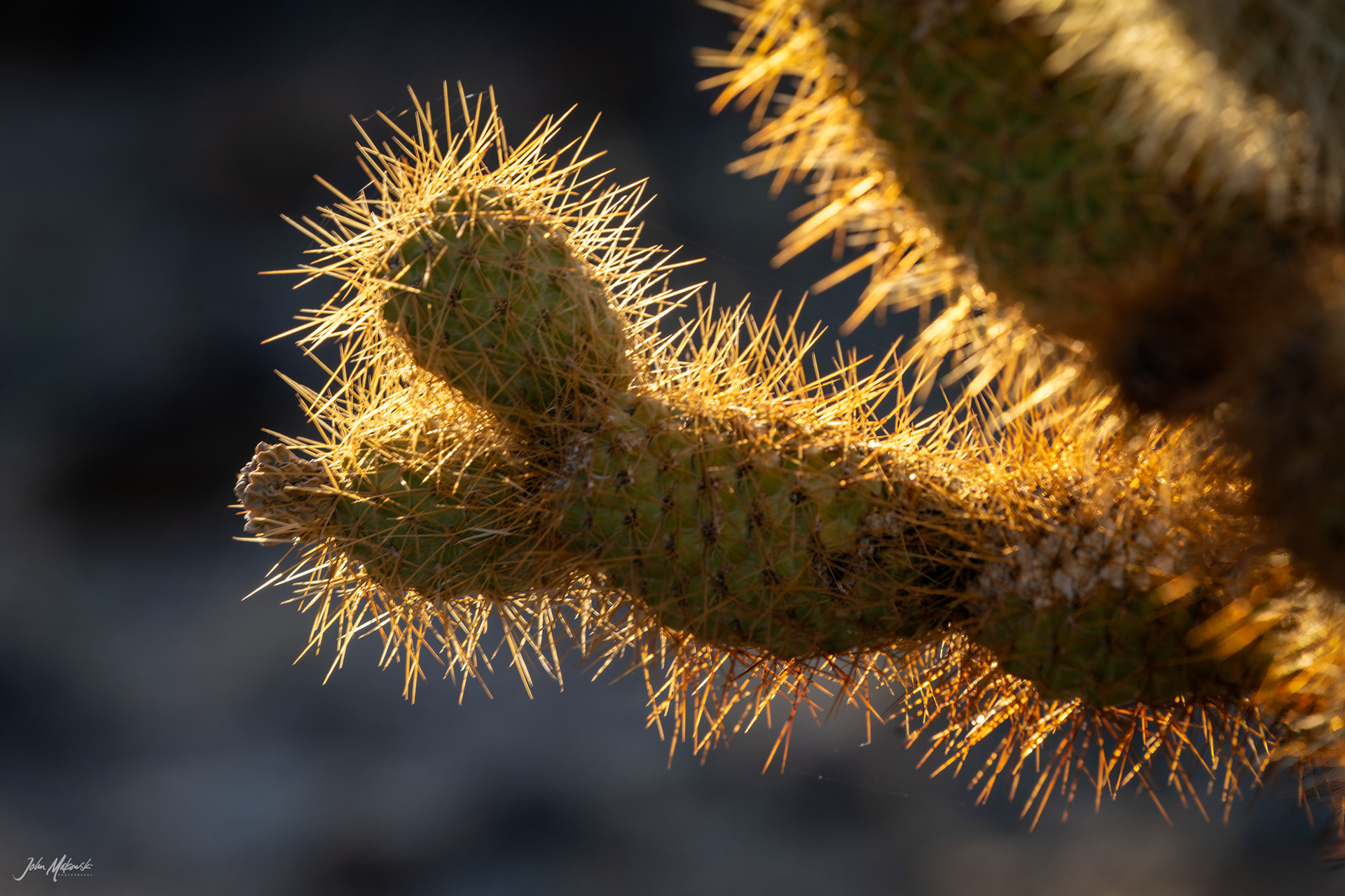 Cholla Cactus Garden, Joshua Tree National Park