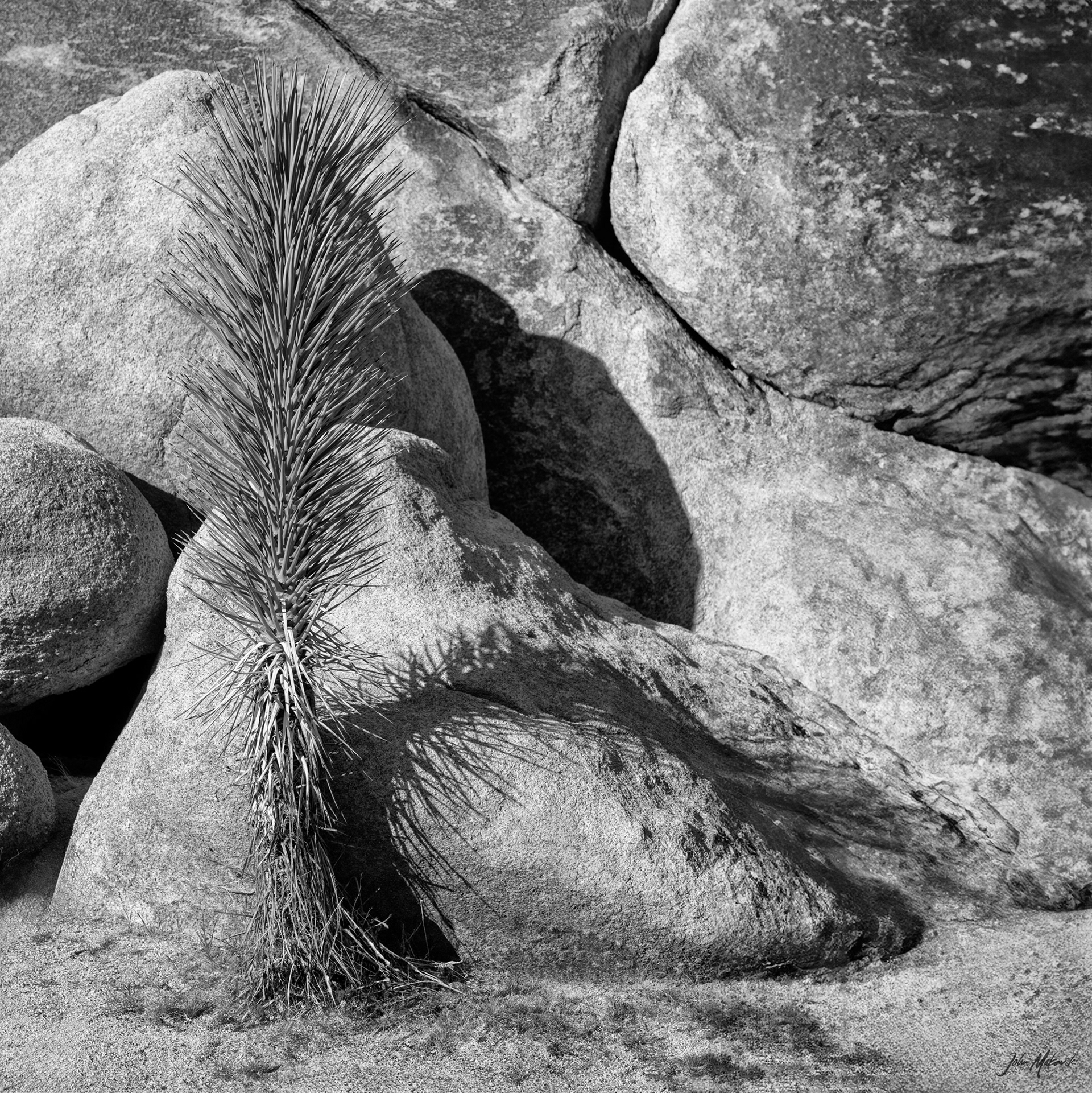 Barker Dam Loop, Joshua Tree National Park