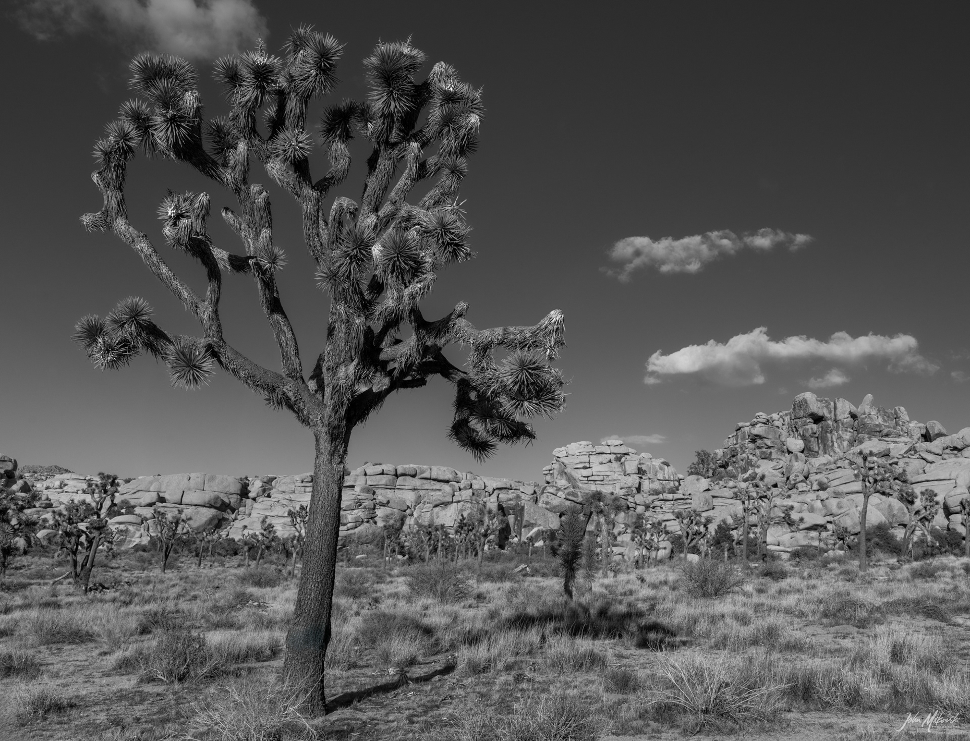 Barker Dam Loop, Joshua Tree National Park