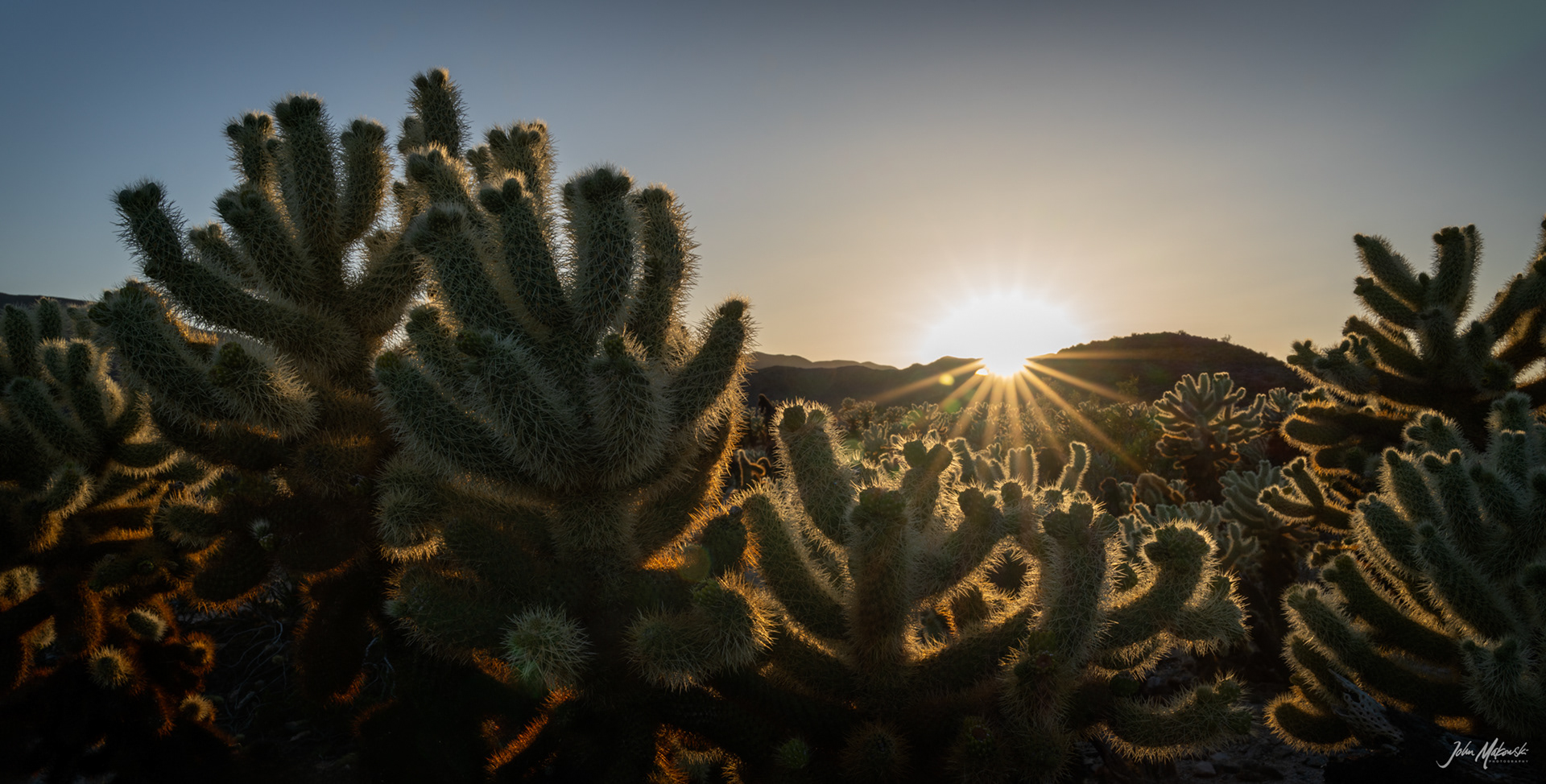 Cholla Cactus Garden, Joshua Tree National Park