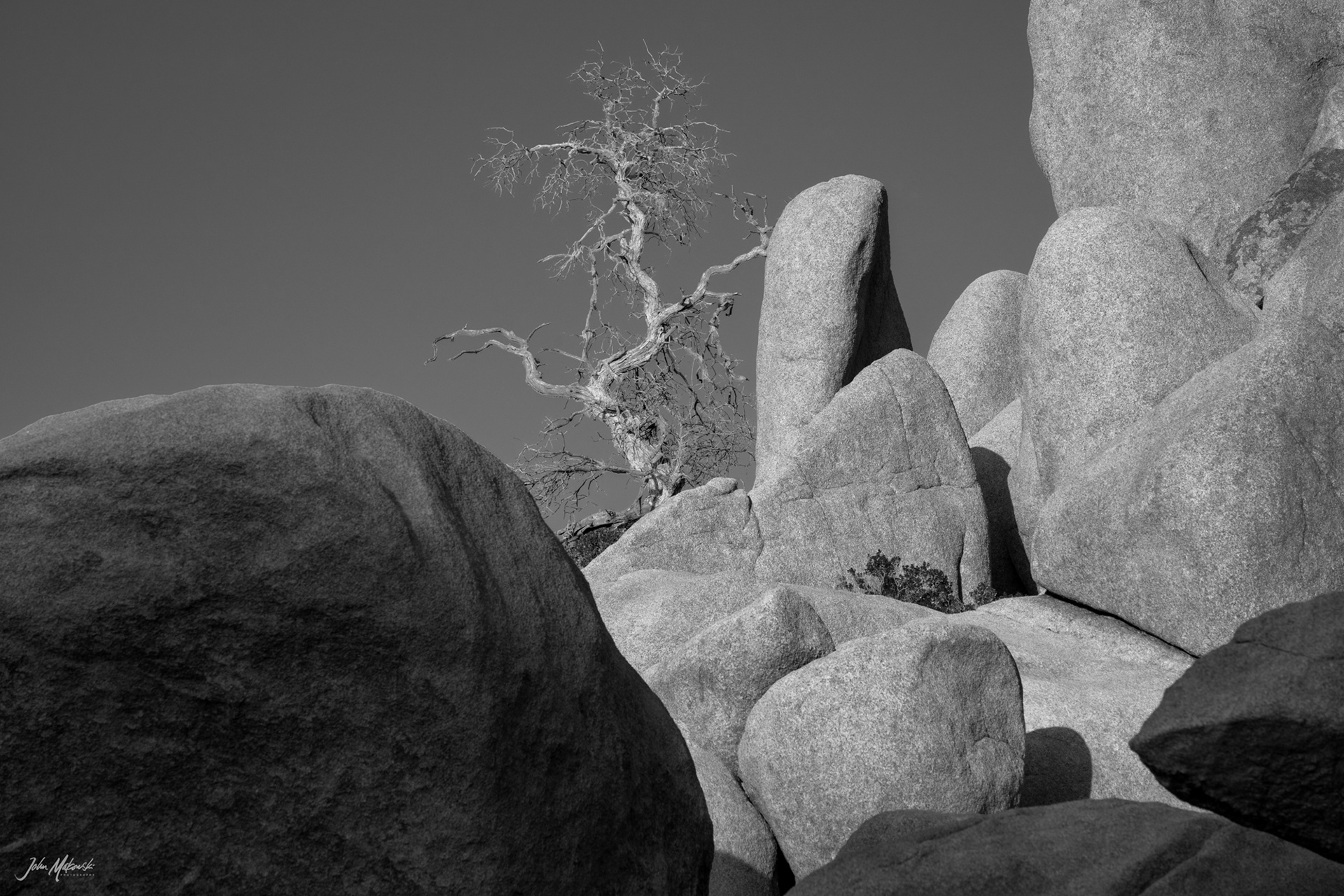 A lonely tree, Hidden Valley, Joshua Tree National Park
