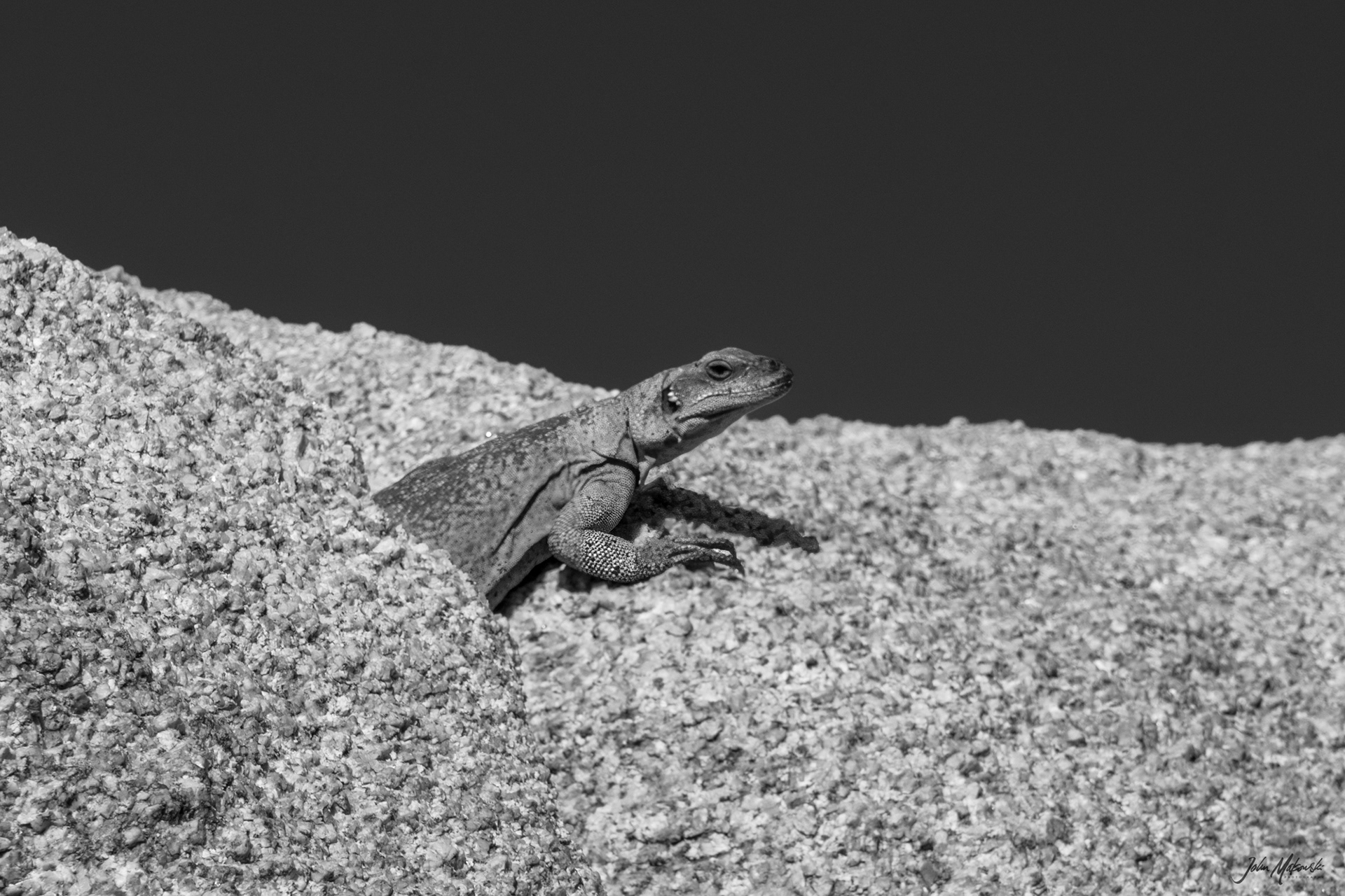 Arch Rock critter, Joshua Tree National Park
