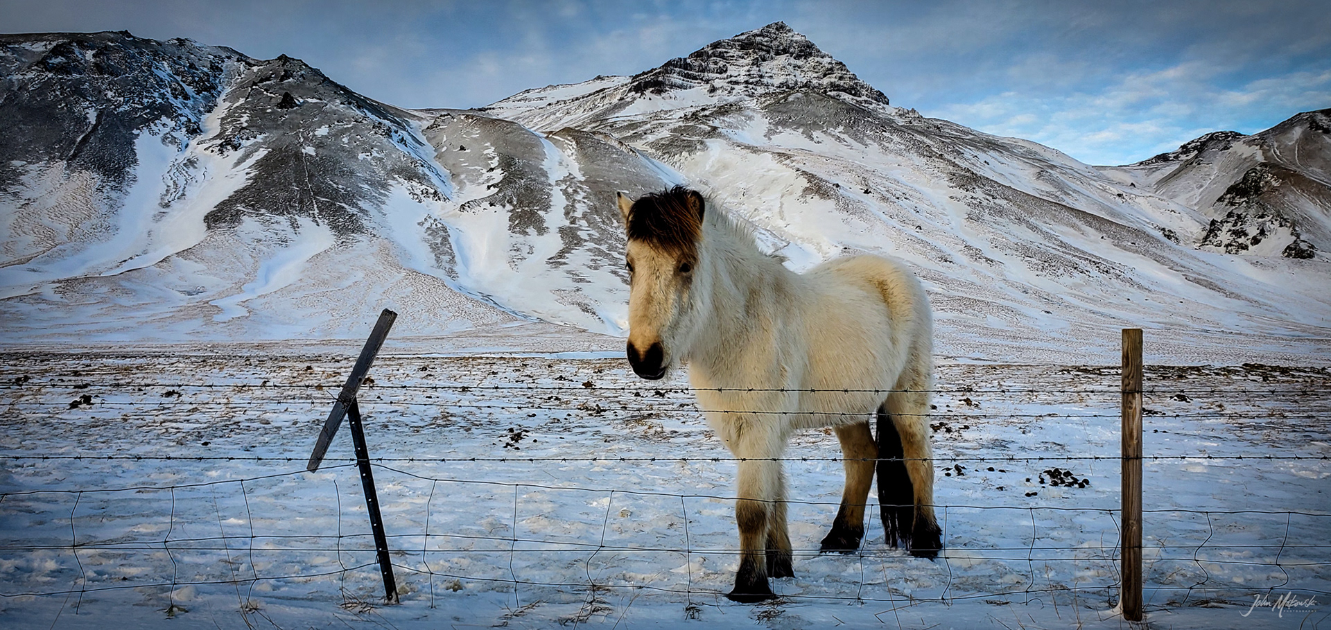 Icelandic horses on the Snæfellsnes Penninsula