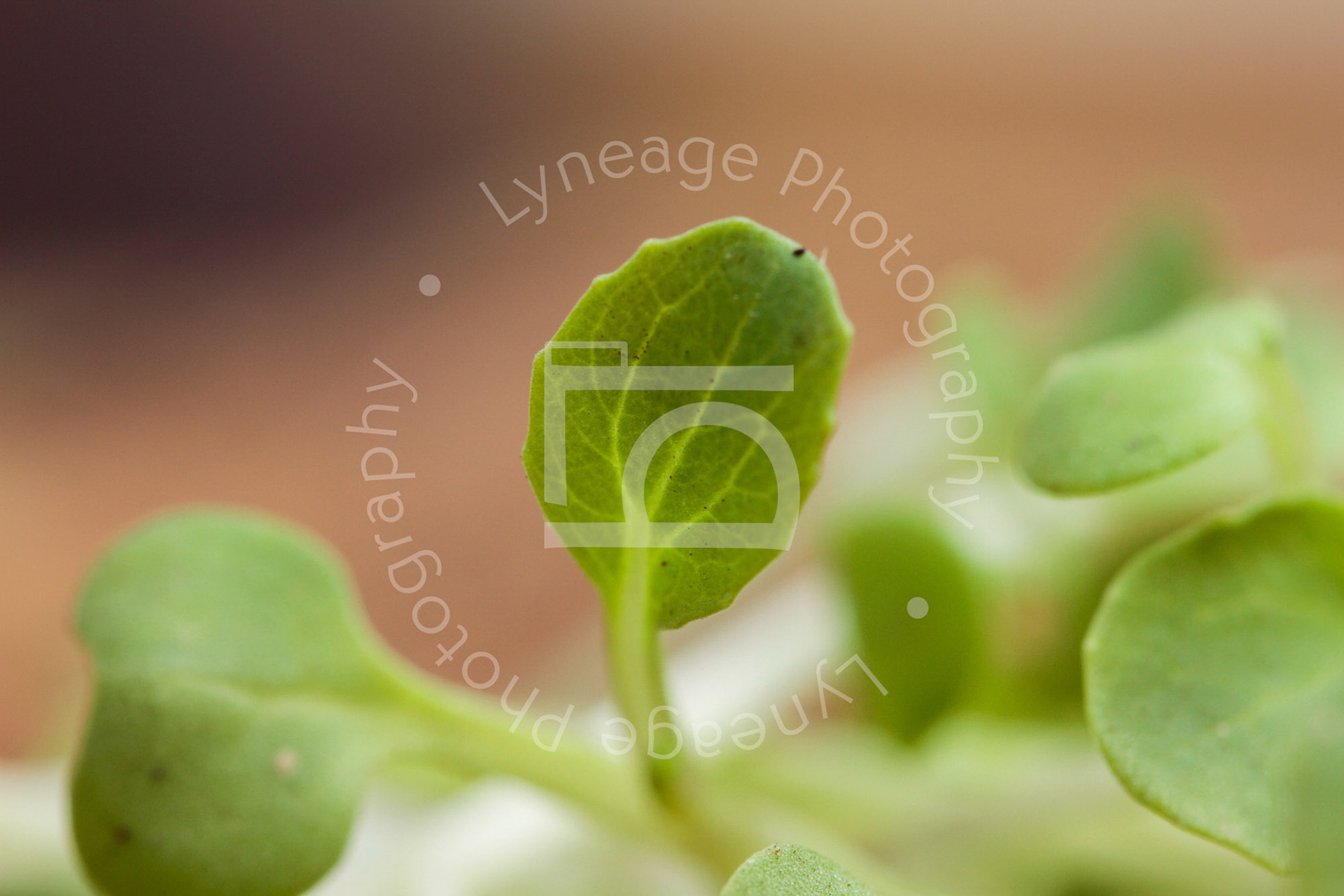 Lyneage-Photography