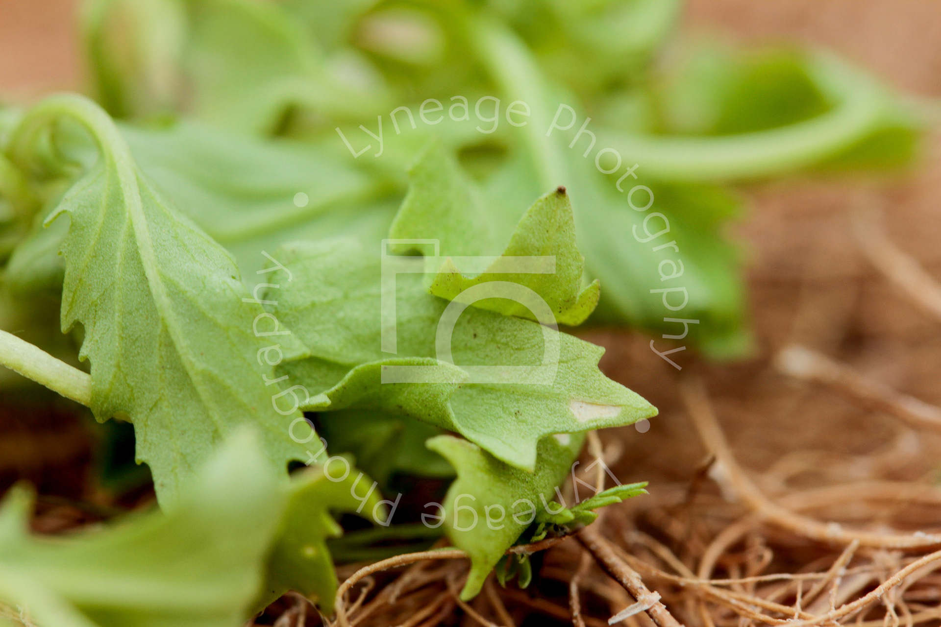 Lyneage-Photography