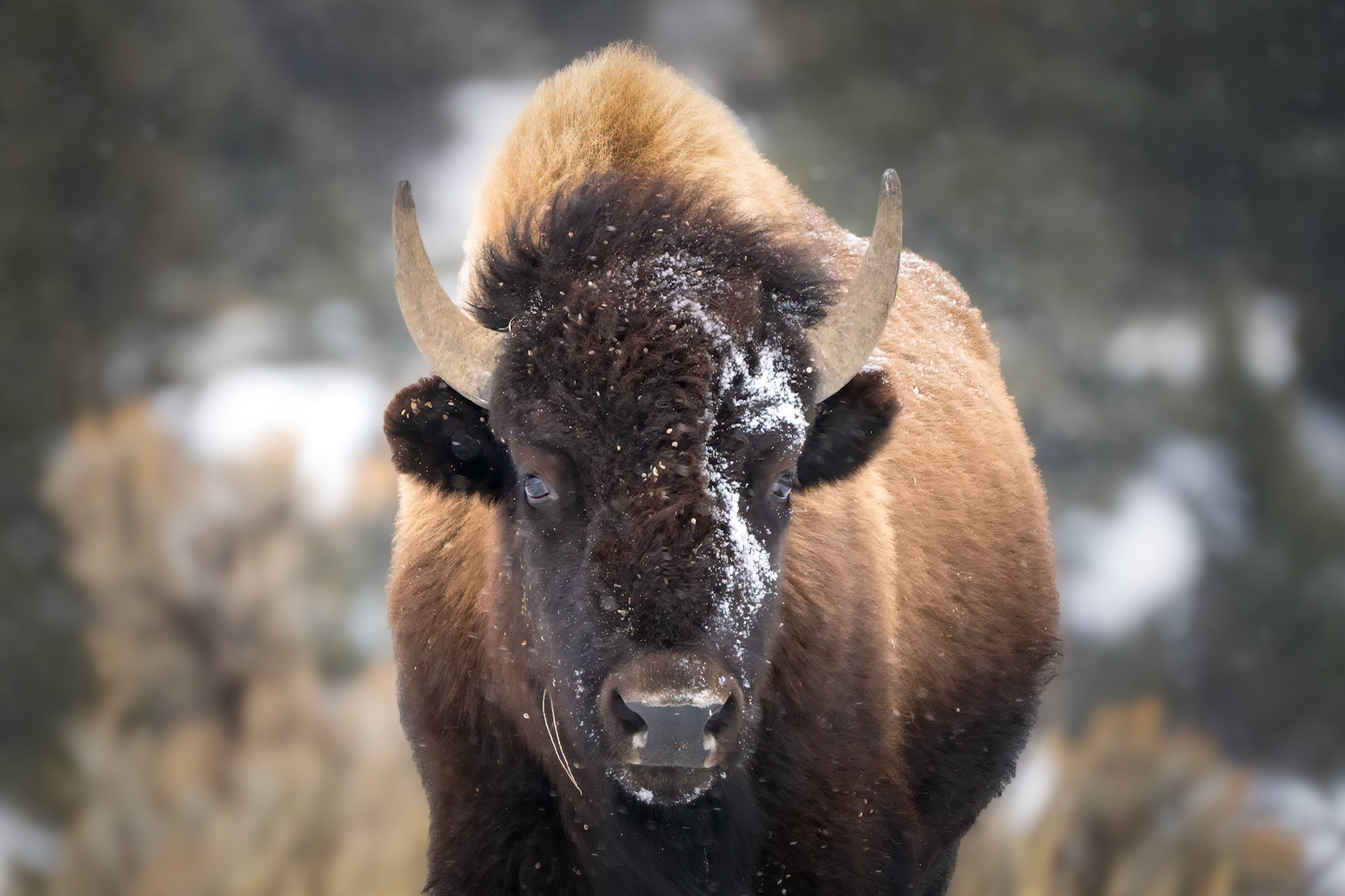 Frosty Bison